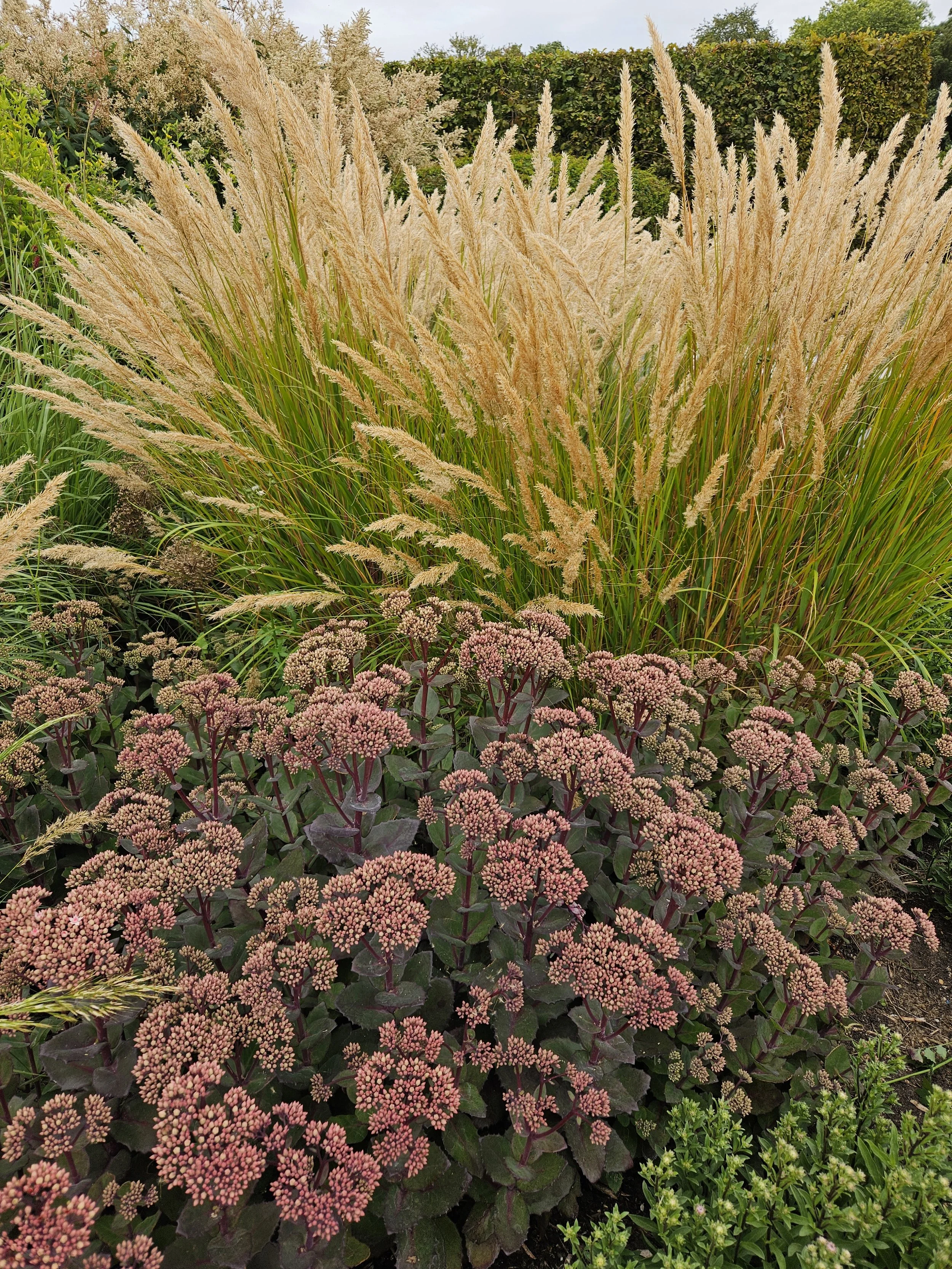 A garden with tall beige ornamental grasses, pink flowering plants, and green shrubs under a cloudy sky.