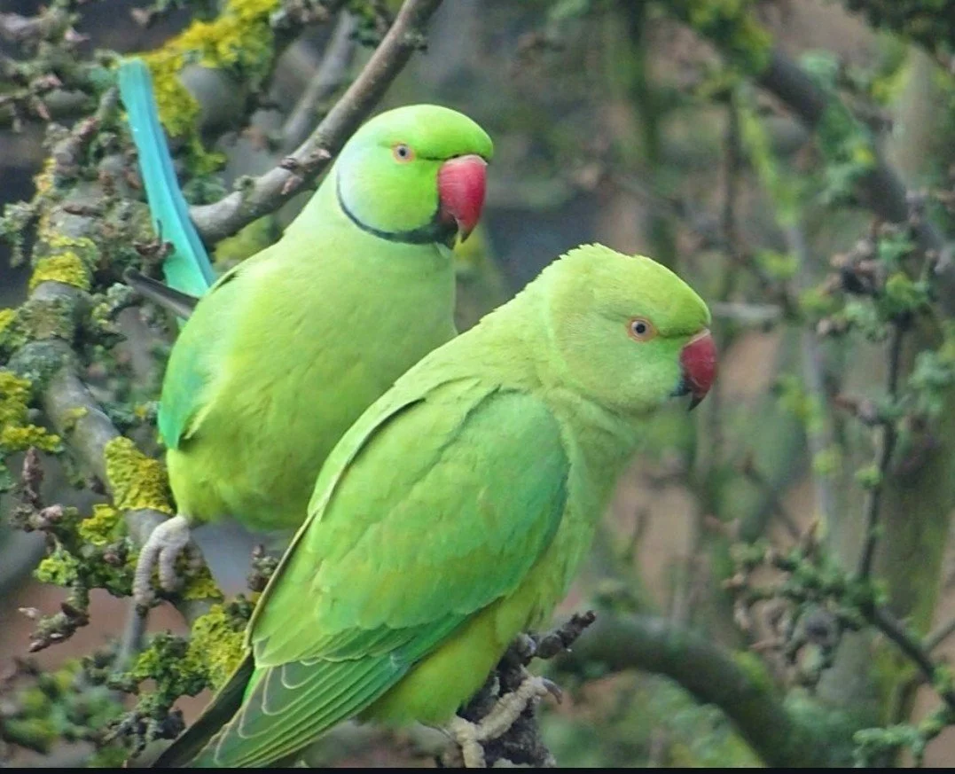 Two green parakeets with red beaks perched on a tree branch in a forest