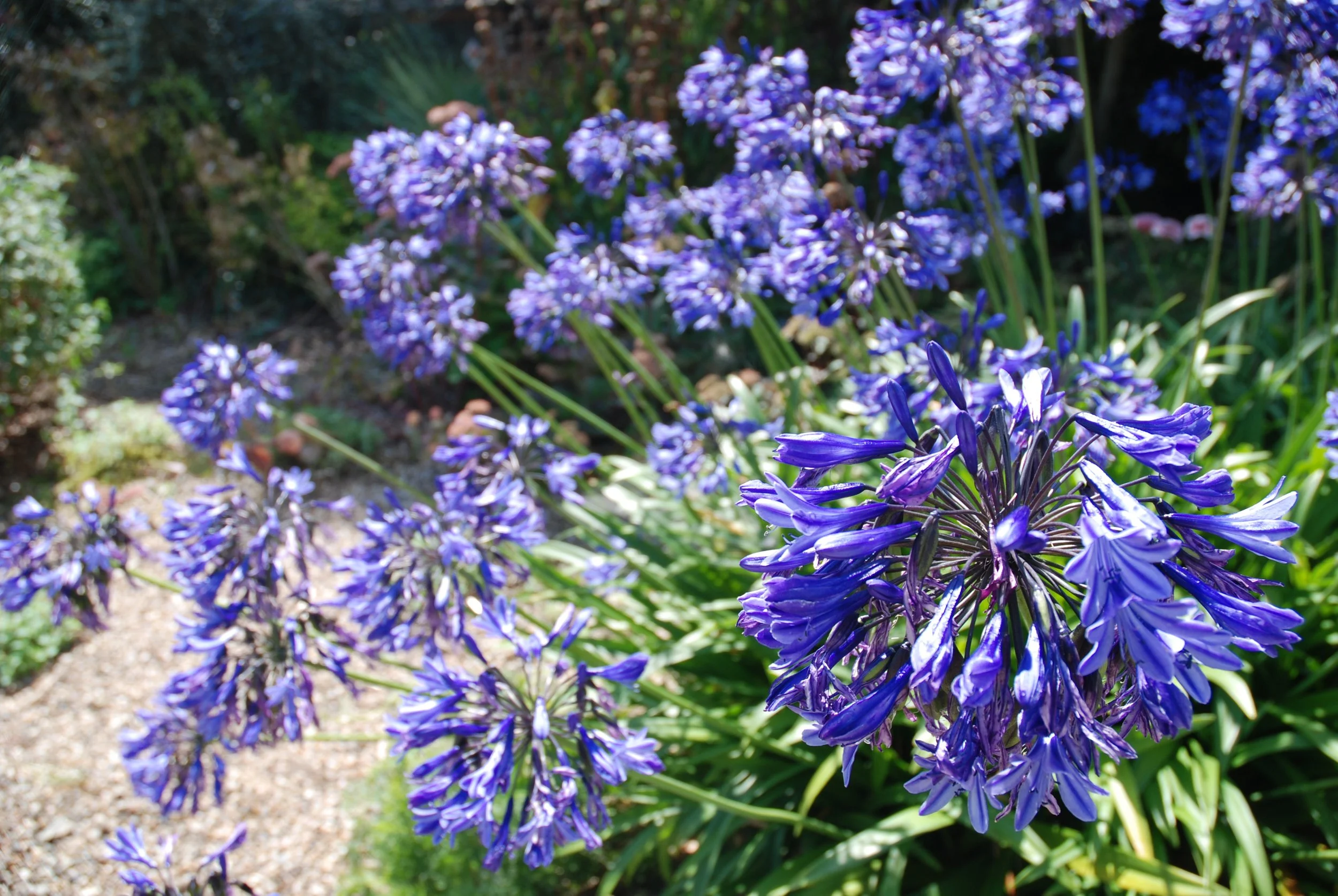 Purple flowering plants in a garden with greenery in the background.