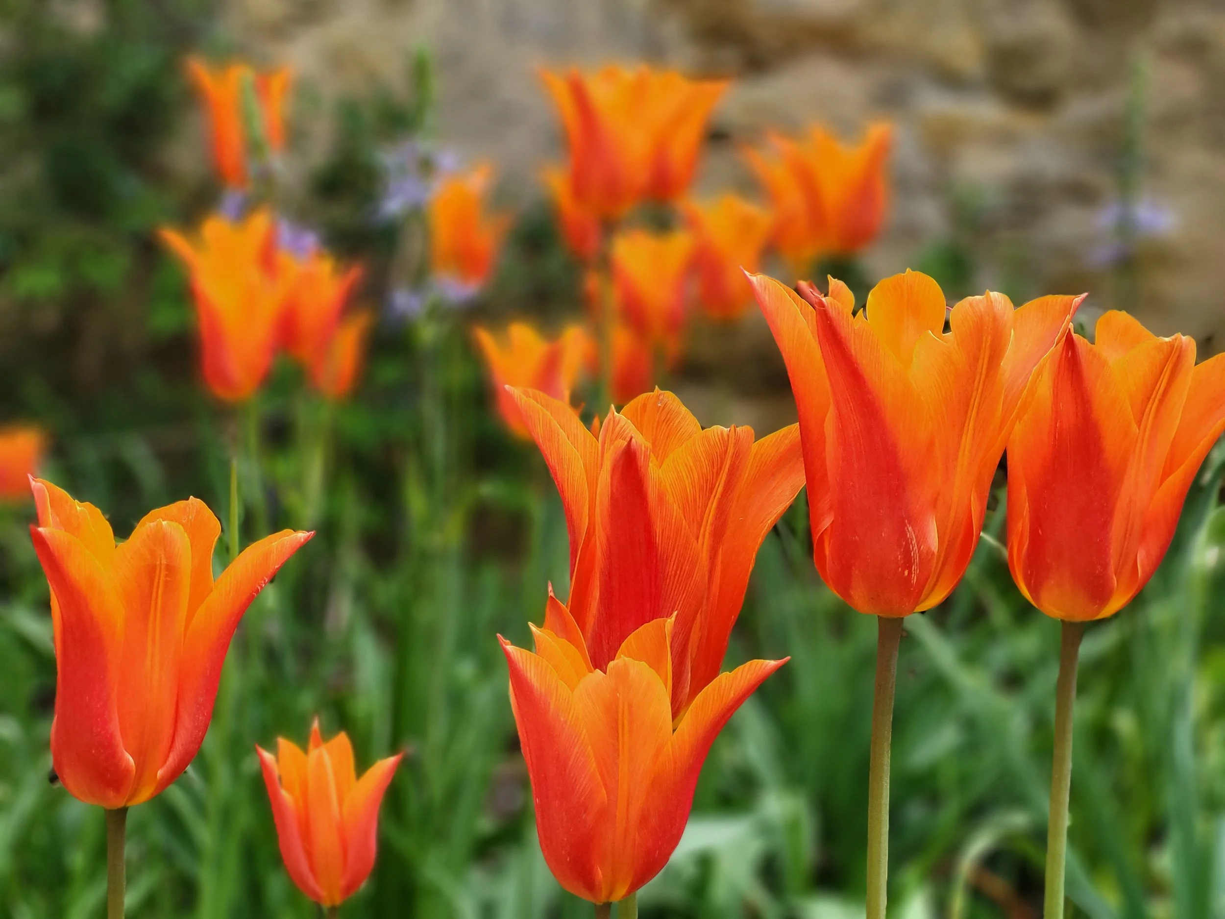 Close-up of vibrant orange tulips with green stems in a garden during daytime.