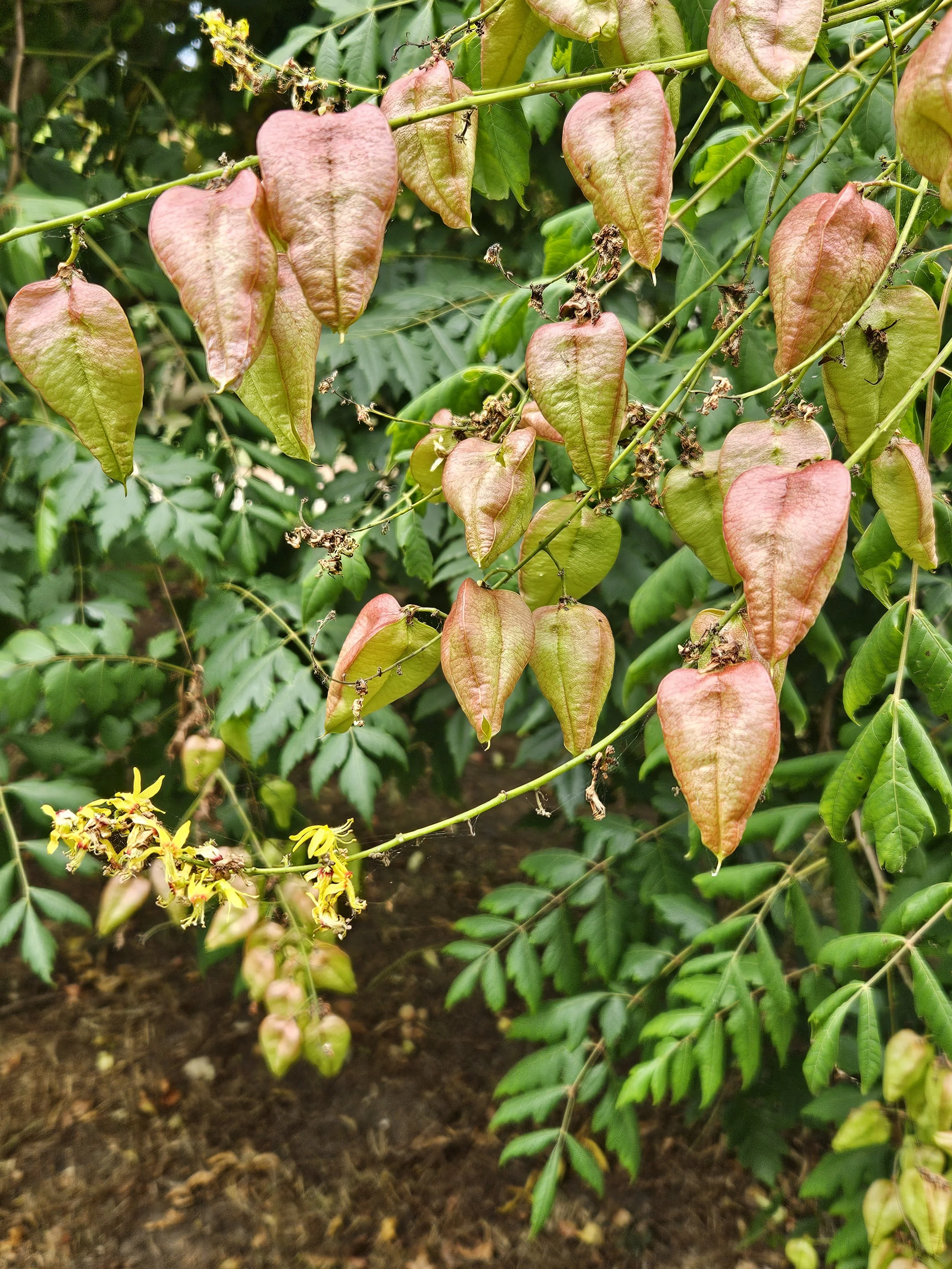 Close-up of a plant with multiple large, heart-shaped leaves that are yellowish-green and reddish-brown, with some wilted or dying. The plant has small yellow flowers and beaded green berries hanging from thin stems, viewed in a garden setting with d