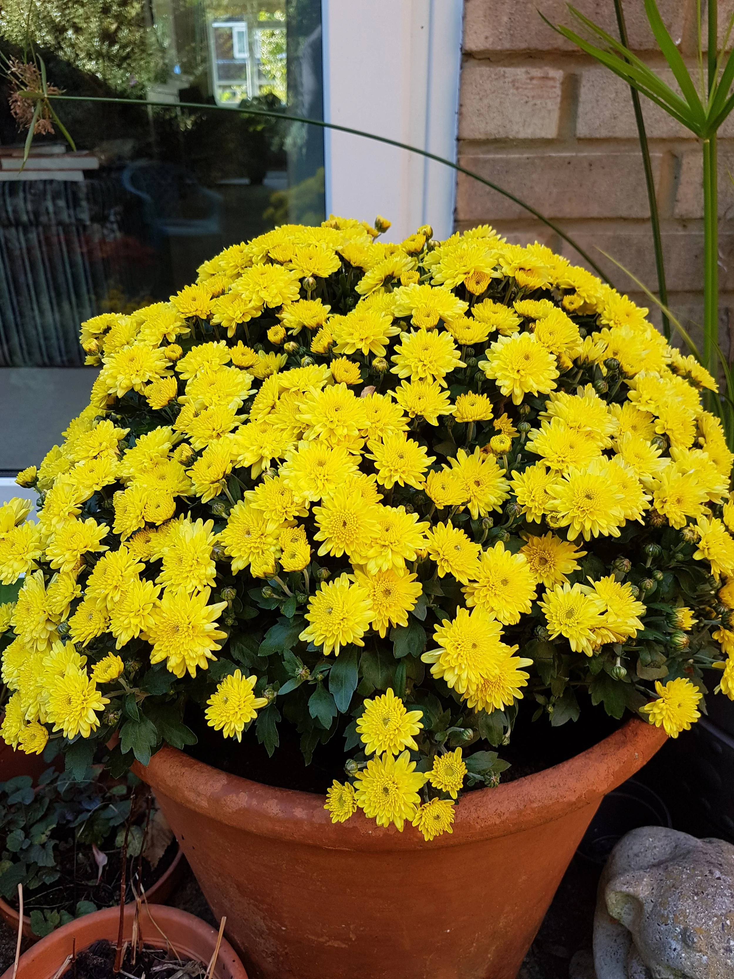 A large terracotta pot filled with bright yellow chrysanthemums sitting outside on a patio near a brick wall and other potted plants.