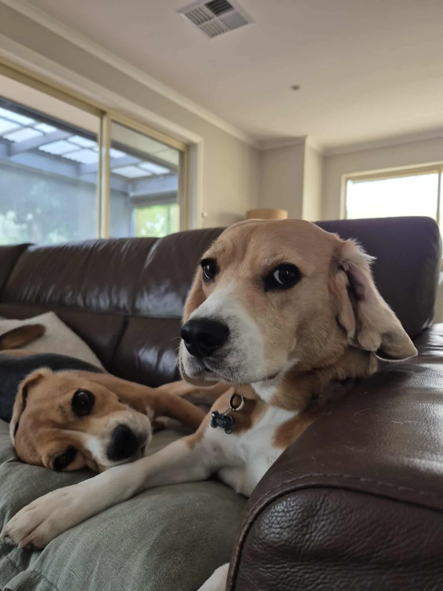Two beagle dogs resting on a couch in a living room, one lying down and the other sitting upright, with large windows in the background.