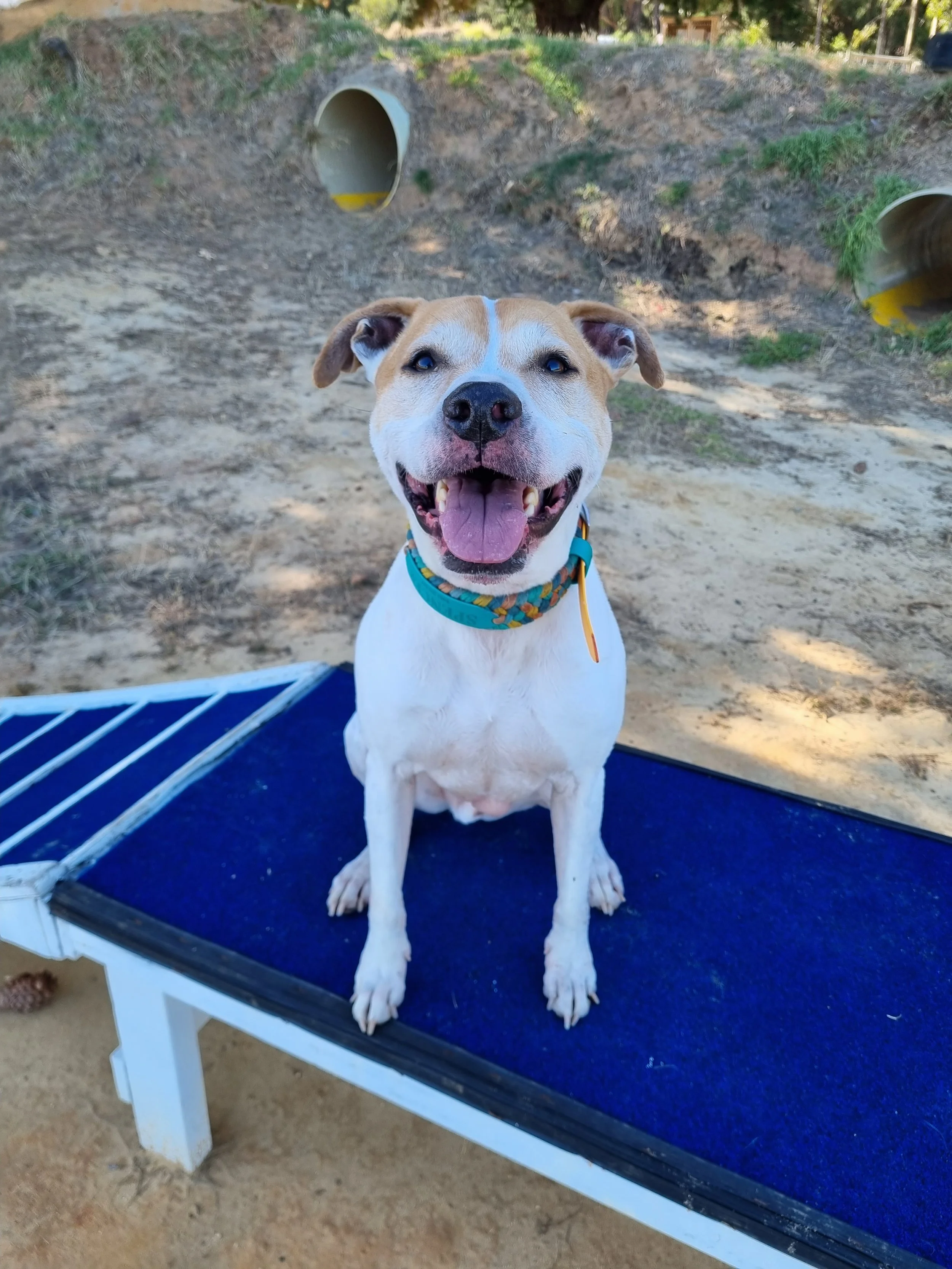 Happy dog sitting on a blue platform outdoors with a dirt ground and pipes in the background.
