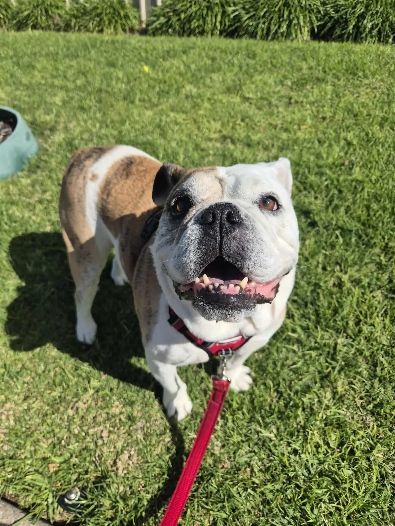 A smiling bulldog wearing a red harness on a red leash standing on green grass in sunlight.