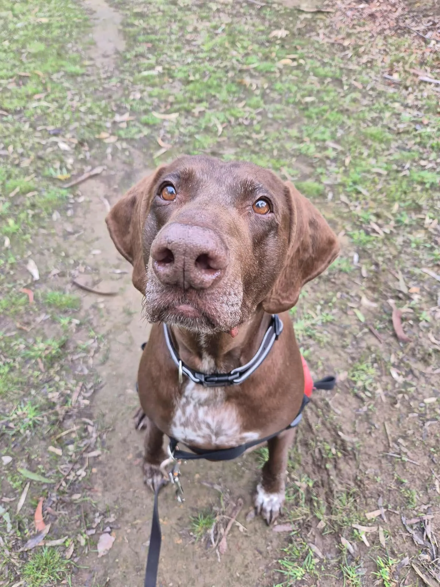 A brown dog with a white patch on its chest, wearing a harness, is sitting on a dirt trail surrounded by grass and fallen leaves, looking up at the camera.