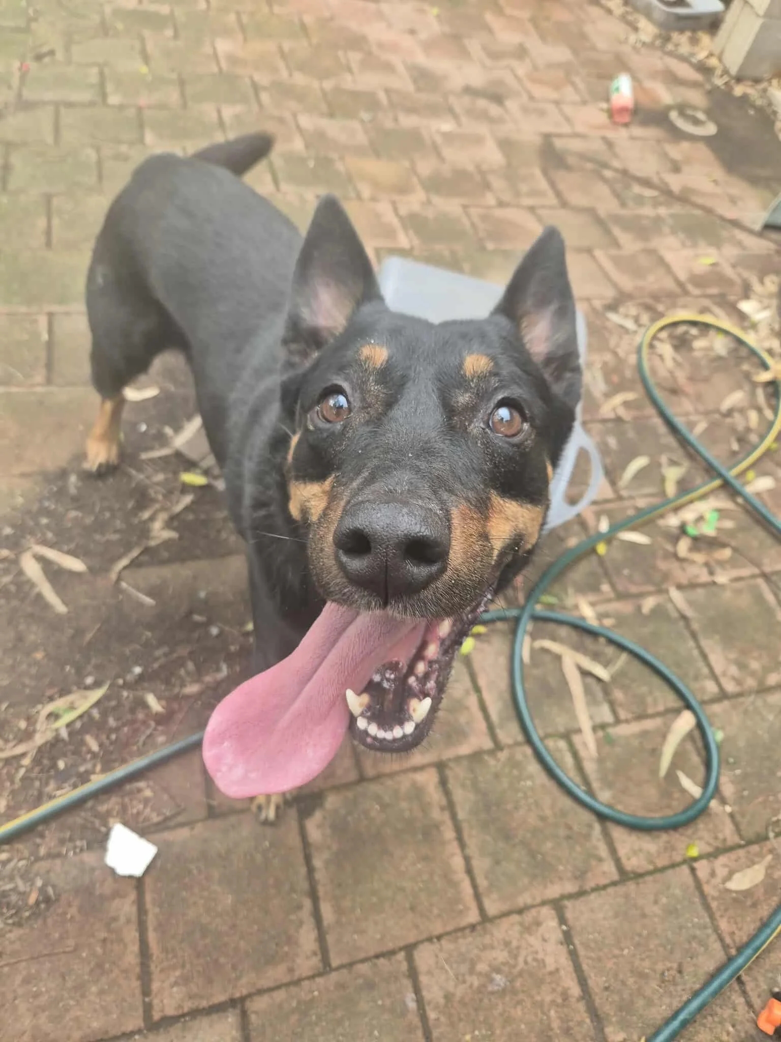 A black and tan dog with its tongue out, standing on a brick patio, looking up at the camera.