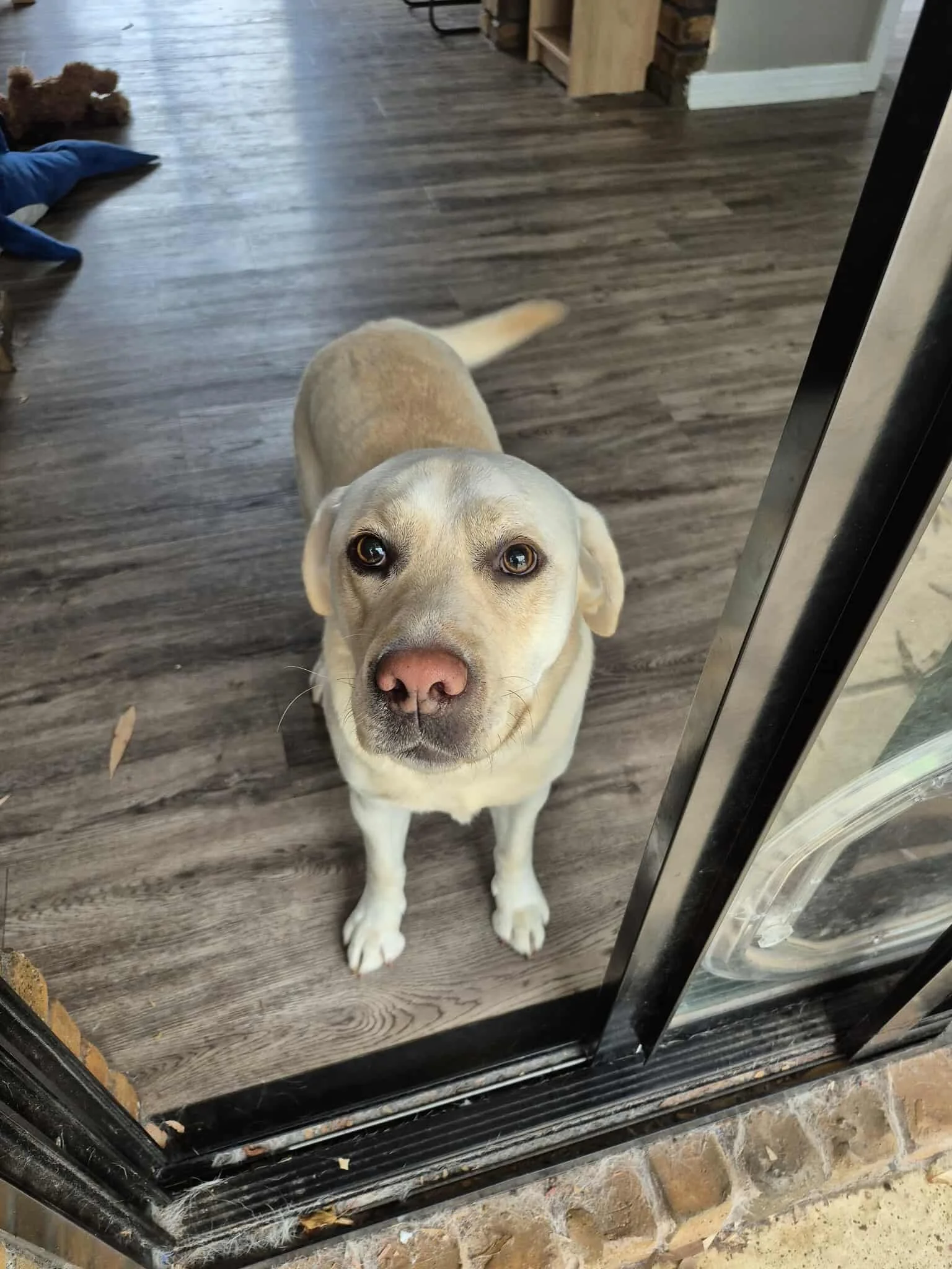 A light-colored dog with brown eyes and a pink nose looking through a glass door.