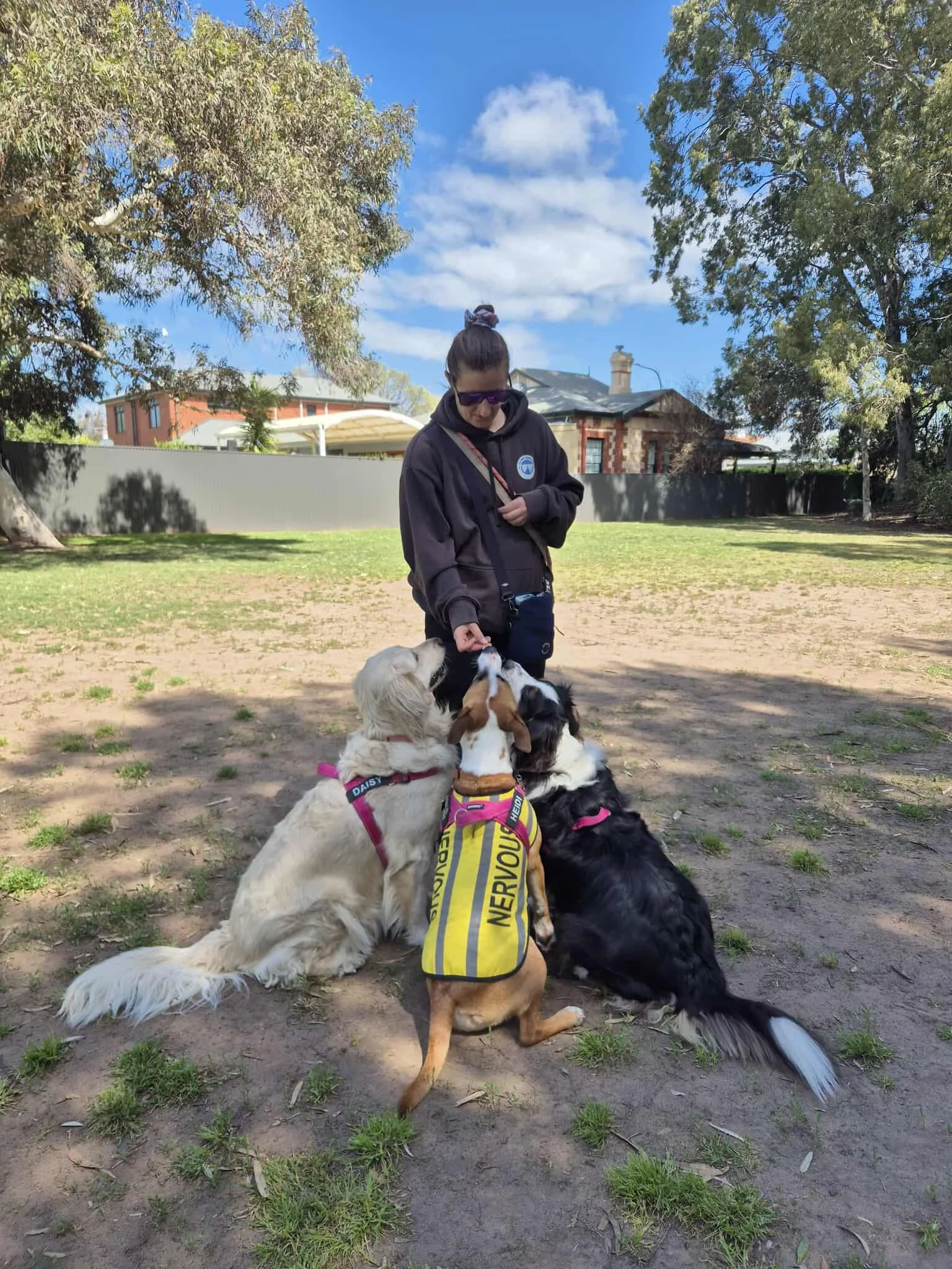 A woman with three dogs in a park, some dogs are sitting, one is standing, with trees, a fence, and houses in the background under a blue sky with clouds.