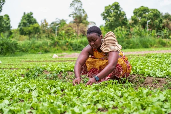 A woman crouches in a green vegetable garden, tending to young leafy greens amid a rural landscape with trees in the background.