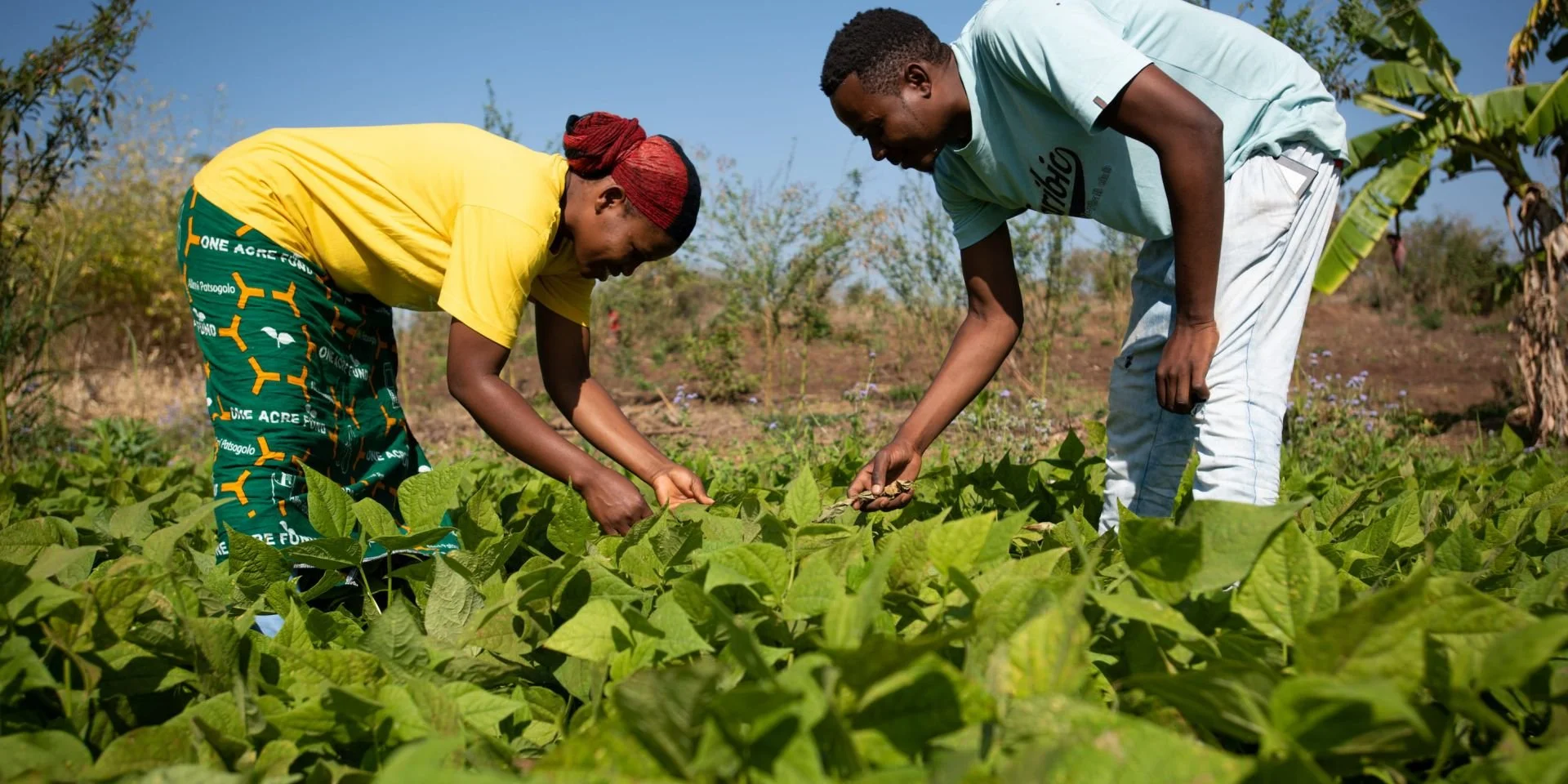 Two people harvesting crops in a lush green field on a sunny day.