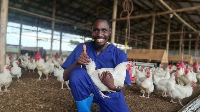 A man in blue farm attire holding a white chicken inside a chicken coop with many other chickens in the background.