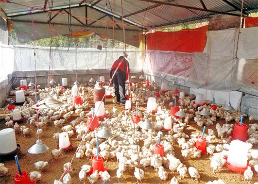 Person tending to poultry inside a makeshift chicken coop with white and red feeders.