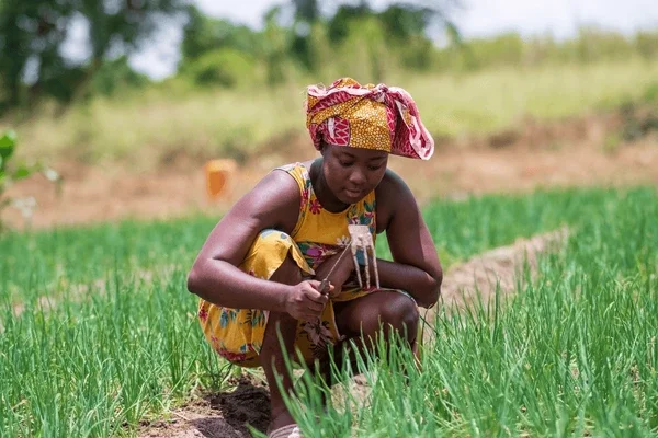 A young woman wearing colorful traditional clothing and a patterned headscarf crouches in a green rice paddy field, tending to the plants.