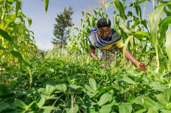 A woman in a striped shirt and patterned skirt working in a green field of crops under a clear sky.