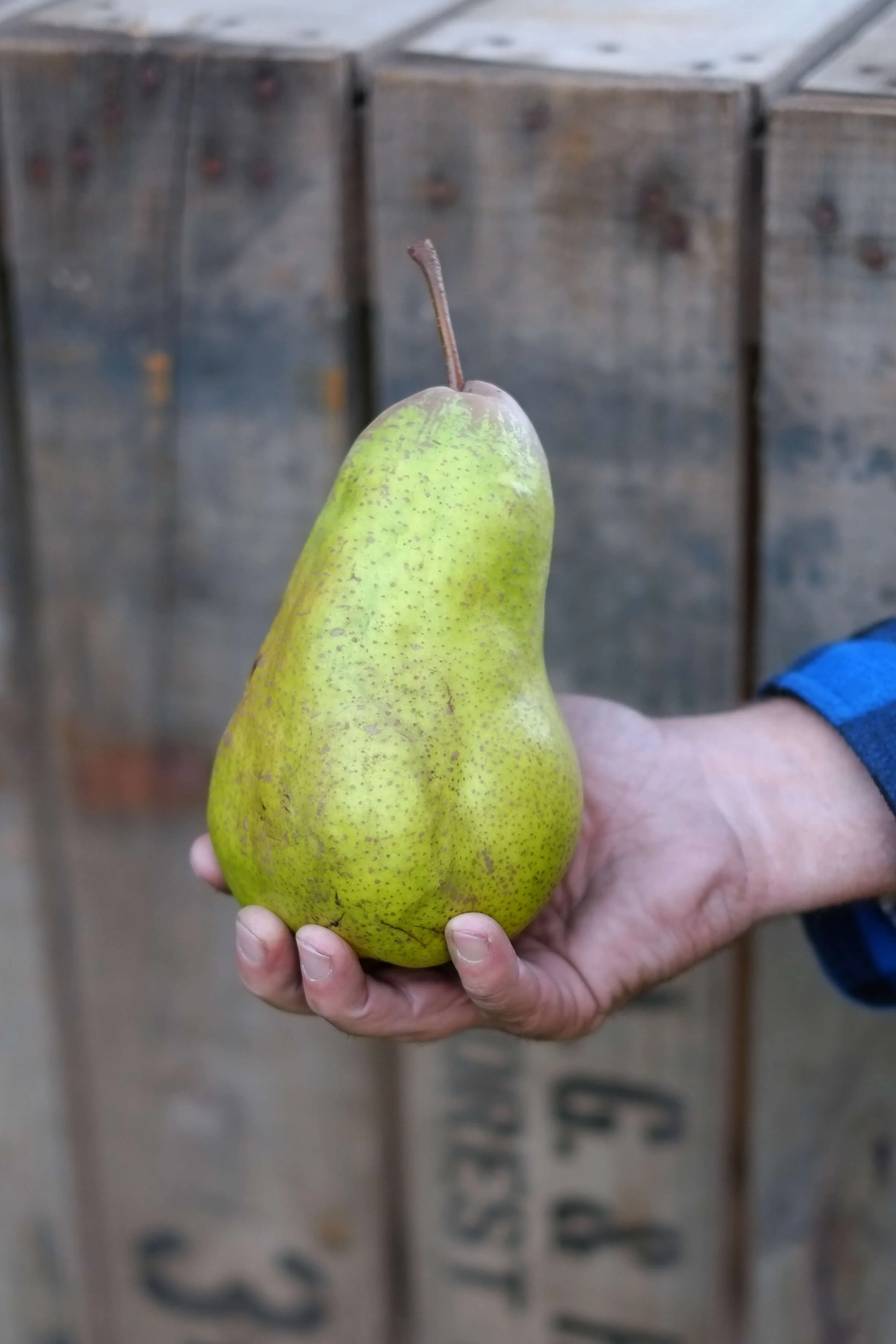 A person's hand holding a large green pear in front of a wooden background.