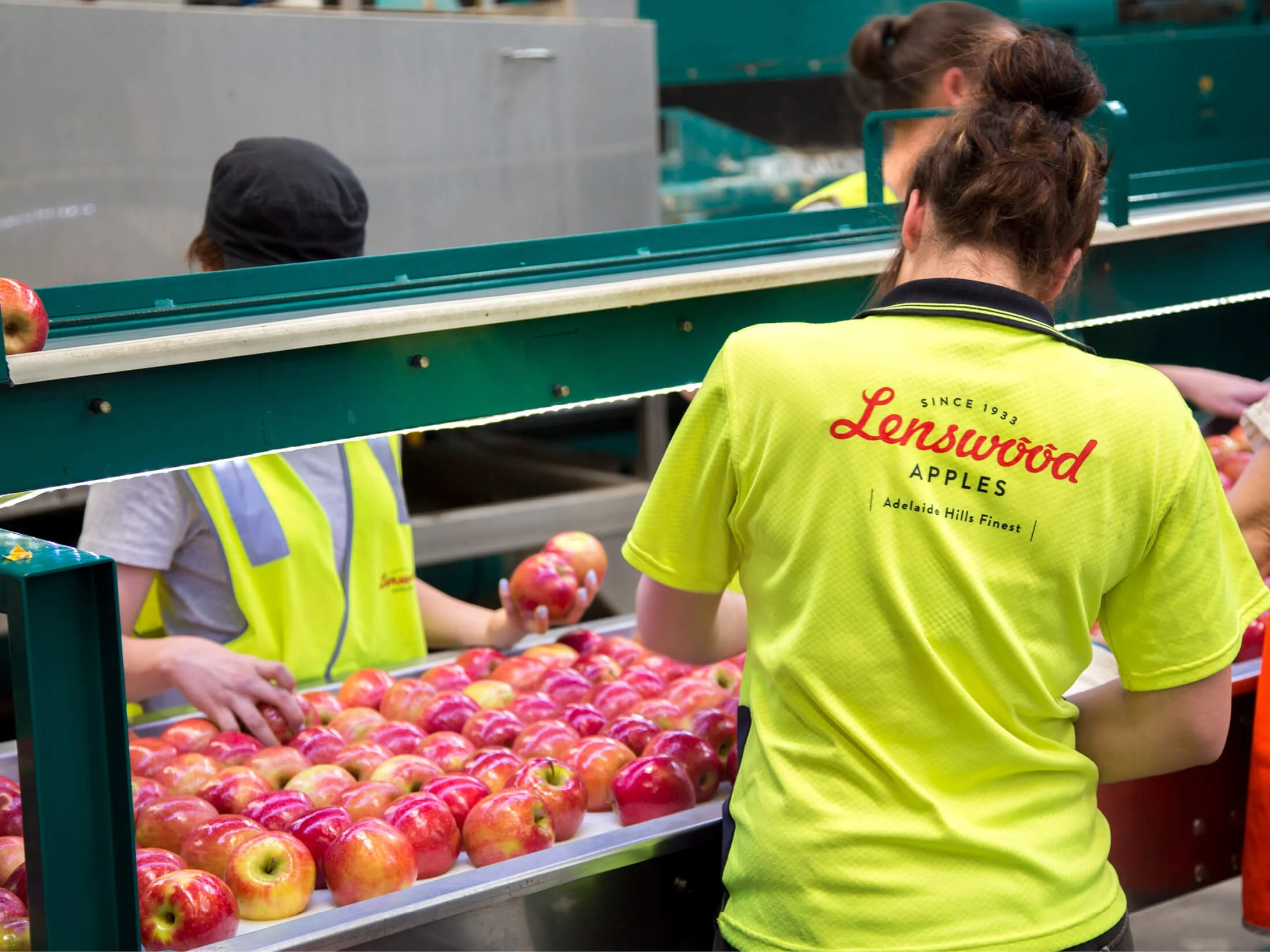 Workers sorting and packing apples at an apple packing facility, wearing bright yellow shirts with 'Lenswood Apples' logo.