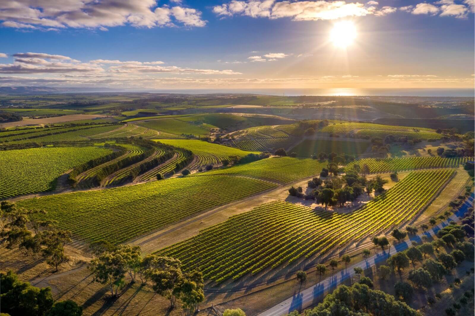 Aerial view of rolling agricultural fields and vineyards pf Chalk Hill Wines, illuminated by the setting sun, with scattered trees and distant mountains.