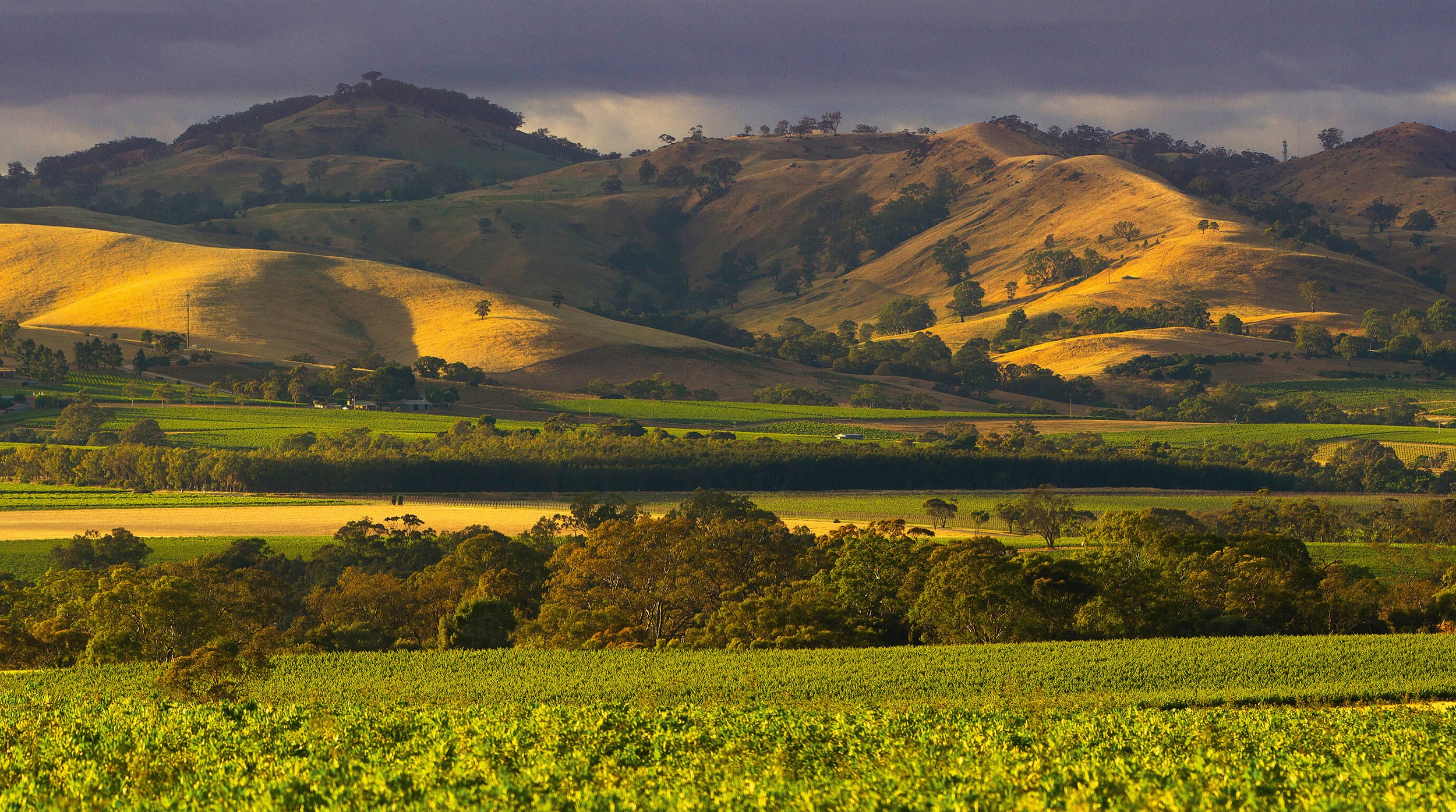 A scenic landscape of rolling hills with patches of green vineyards and trees, under a cloudy sky in late afternoon light.