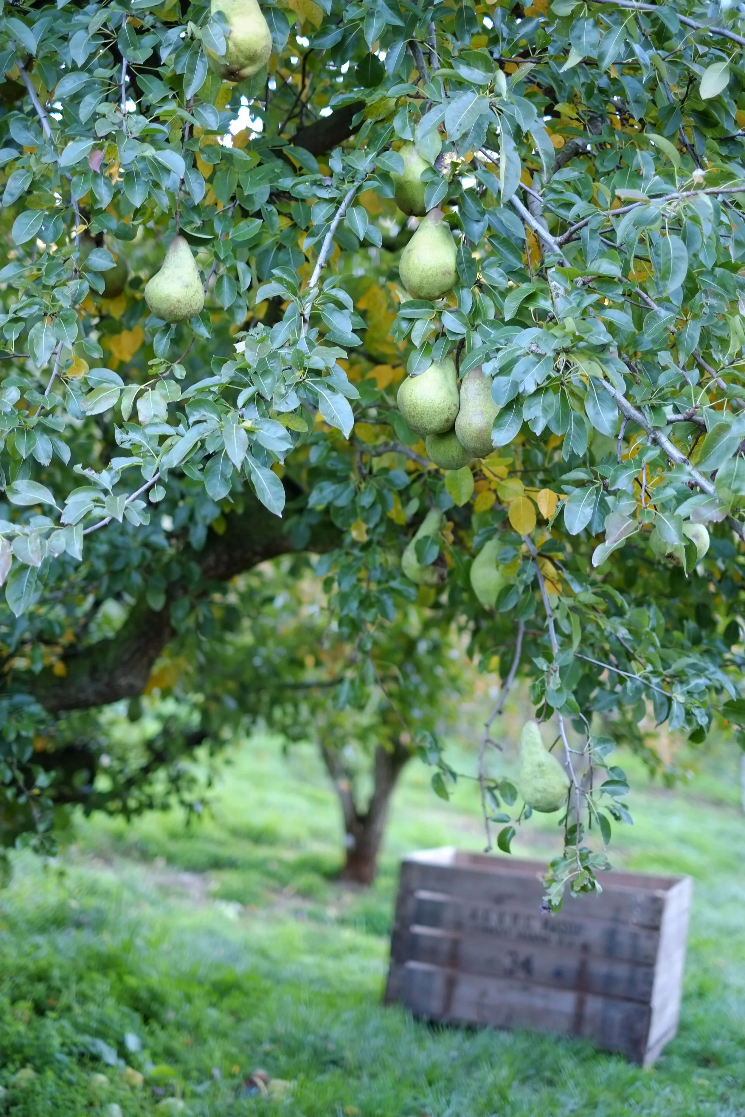 Green pears hanging from a tree in an orchard with green grass and a wooden sign in the background.