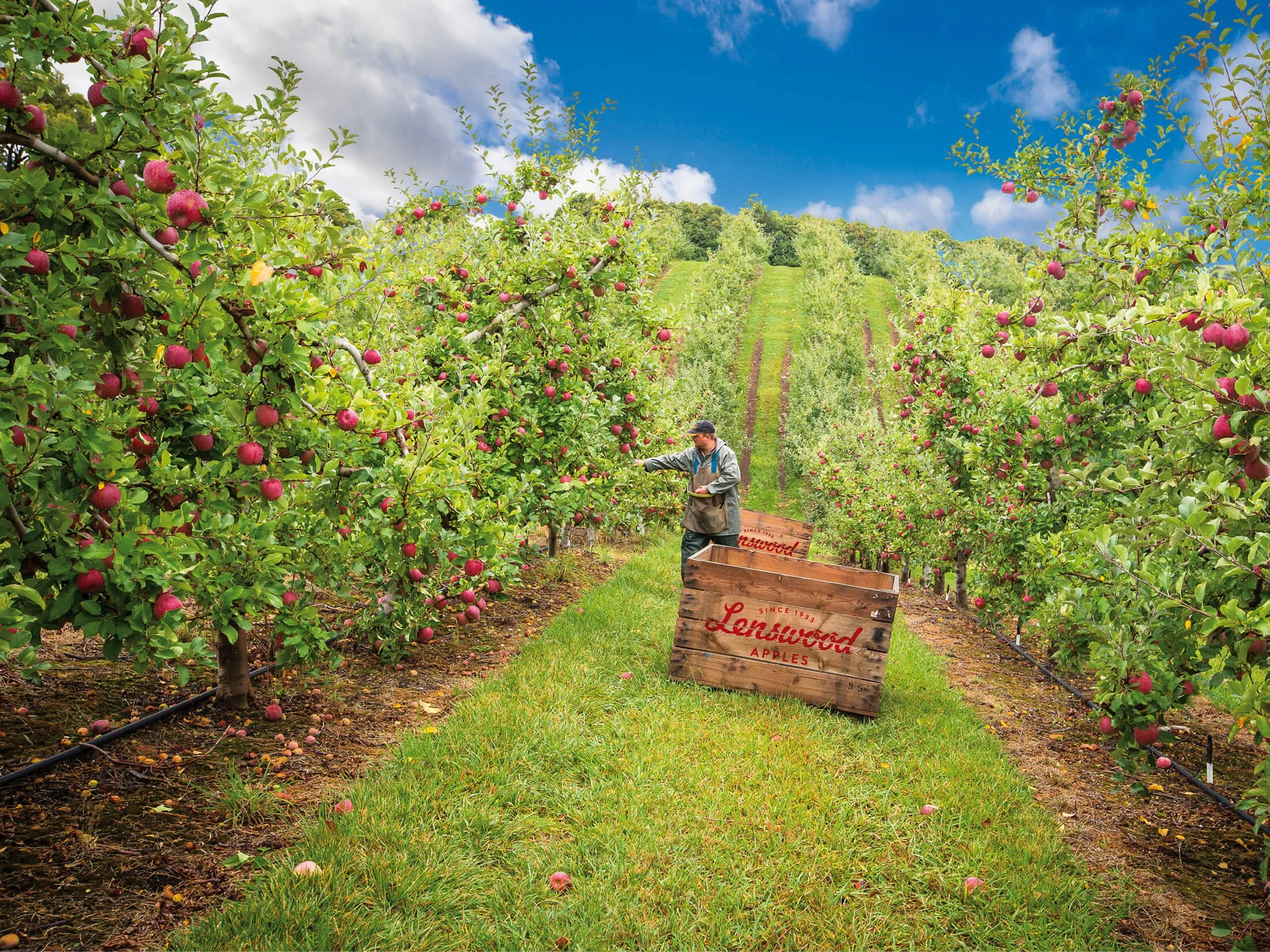 A person picking apples in an orchard with rows of apple trees bearing red apples, and a blue sky with a few clouds overhead.