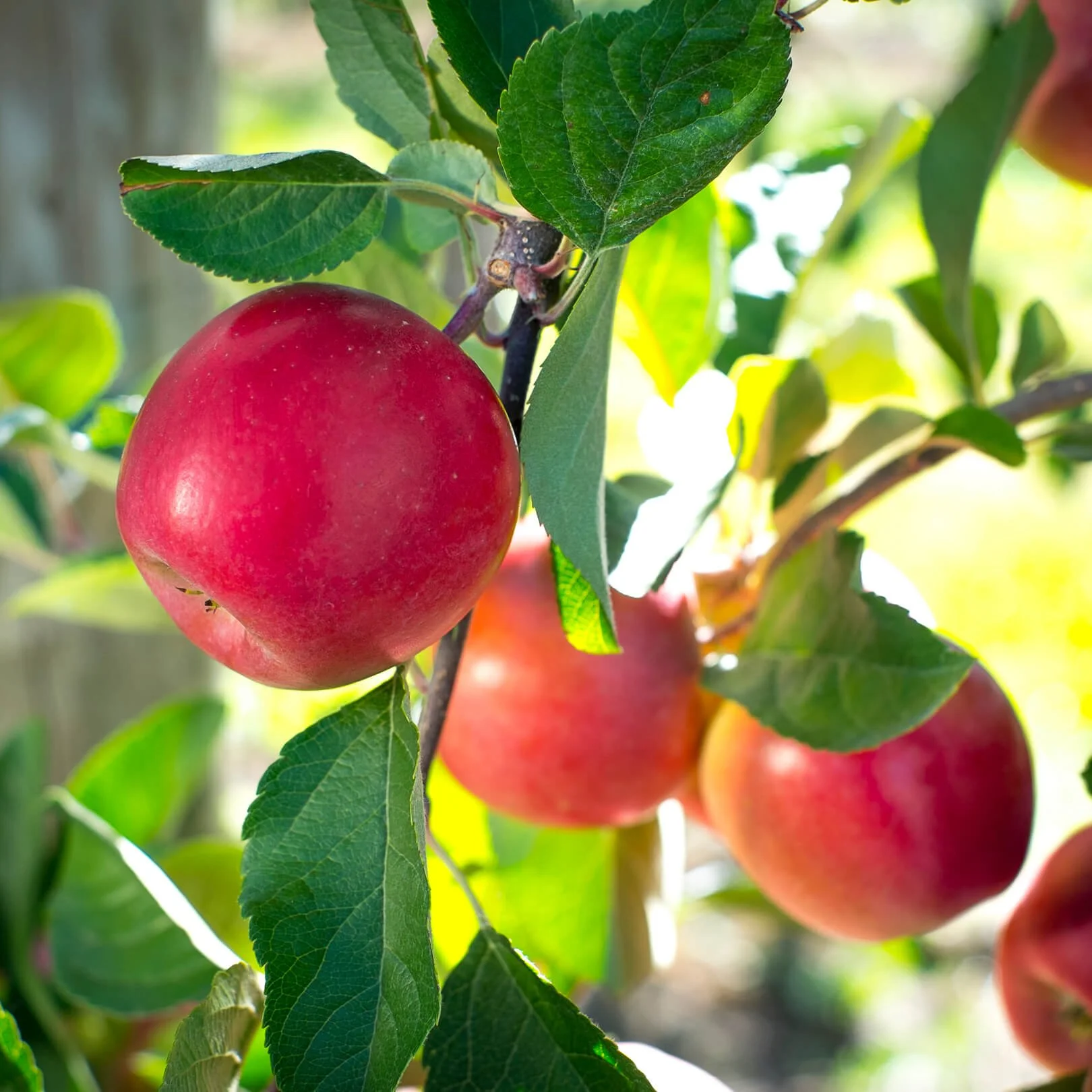 Close-up of ripe red apples on a tree with green leaves and sunlight filtering through.