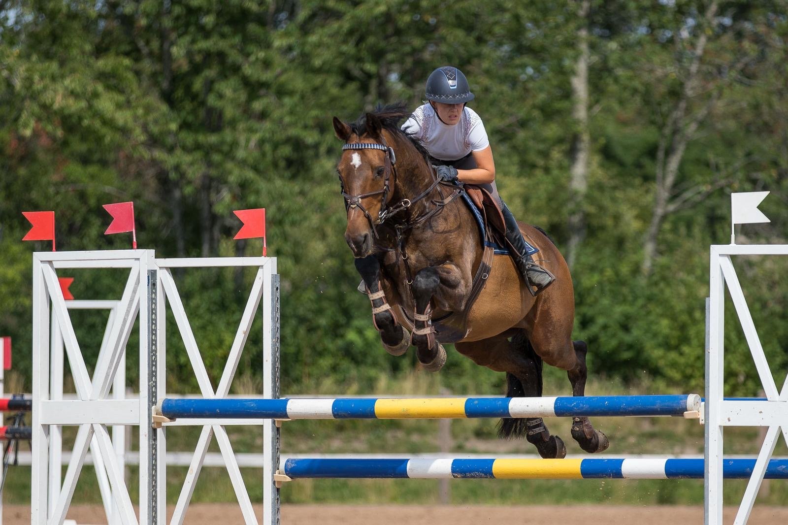A female equestrian in a white shirt and helmet jumping a brown horse over a colorful obstacle during a show jumping competition with green trees in the background.