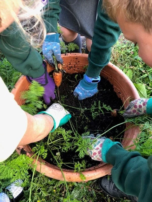 Children planting a carrot in a garden pot with gardening gloves on