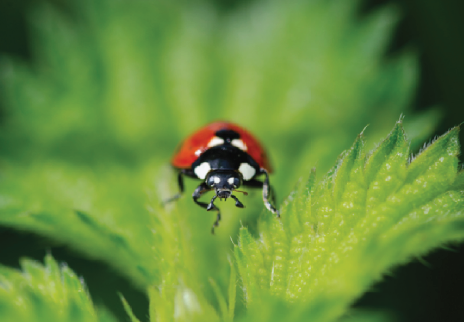 Be a Bug Hunter - get your phone out or camera if you have one