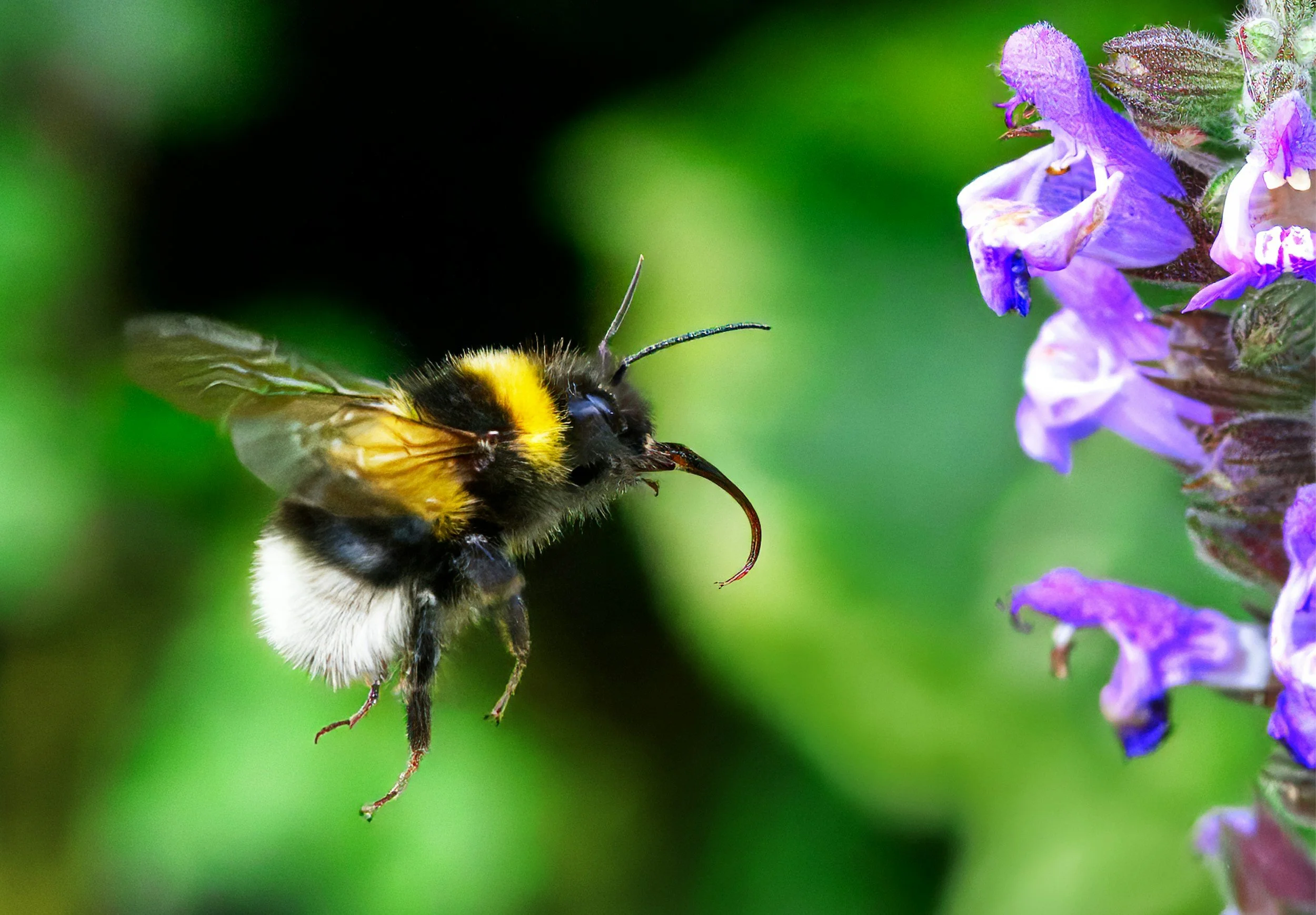 How to ID a Bumblebee!