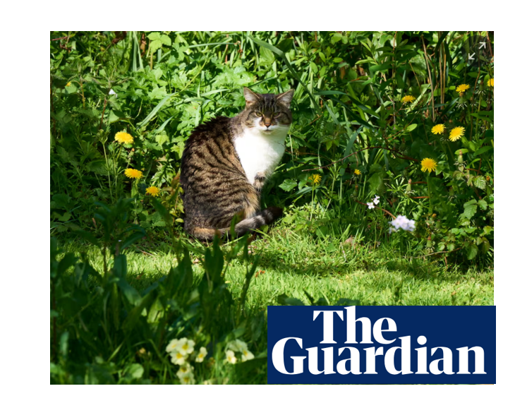 No Mow May - Tattenhall features in the national news!