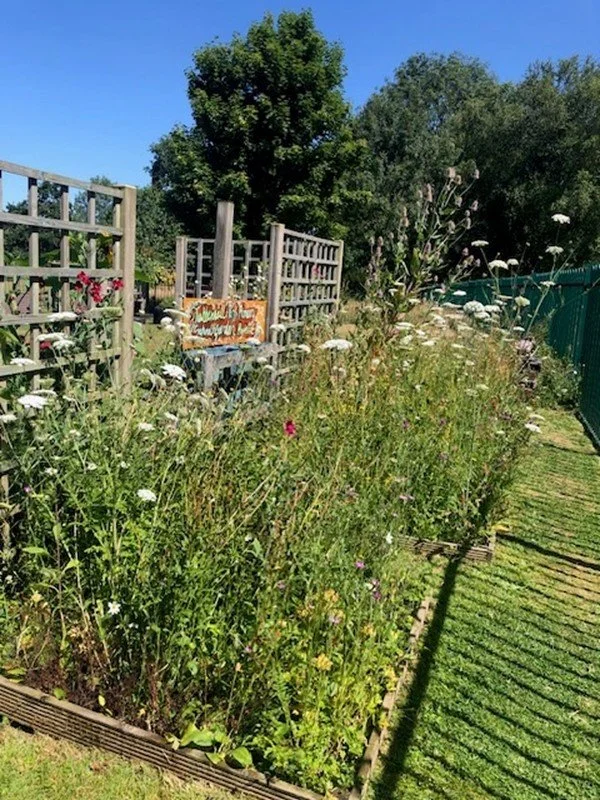 Overgrown garden bed with various wildflowers and weeds, fenced on one side with wooden and metal fences, and a small weathered rusty sign in the background under a clear blue sky.