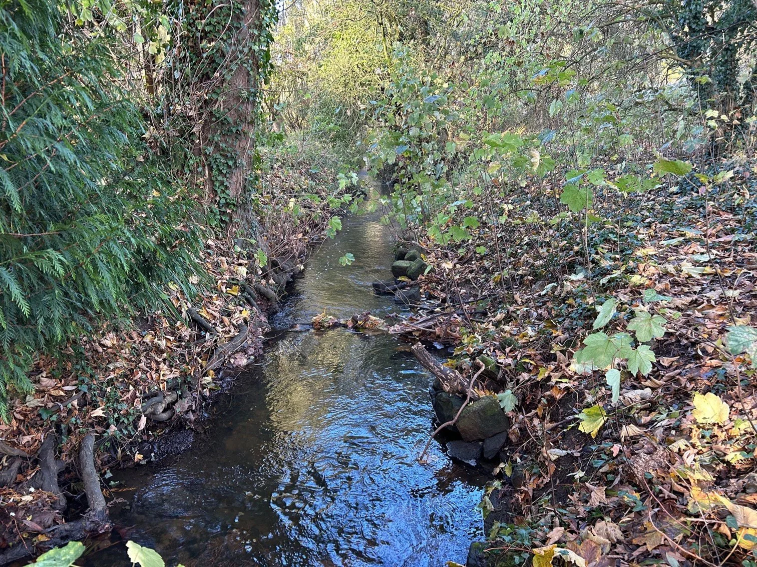 A narrow stream flowing through a forested area with fallen leaves on the ground and green plants on the banks.
