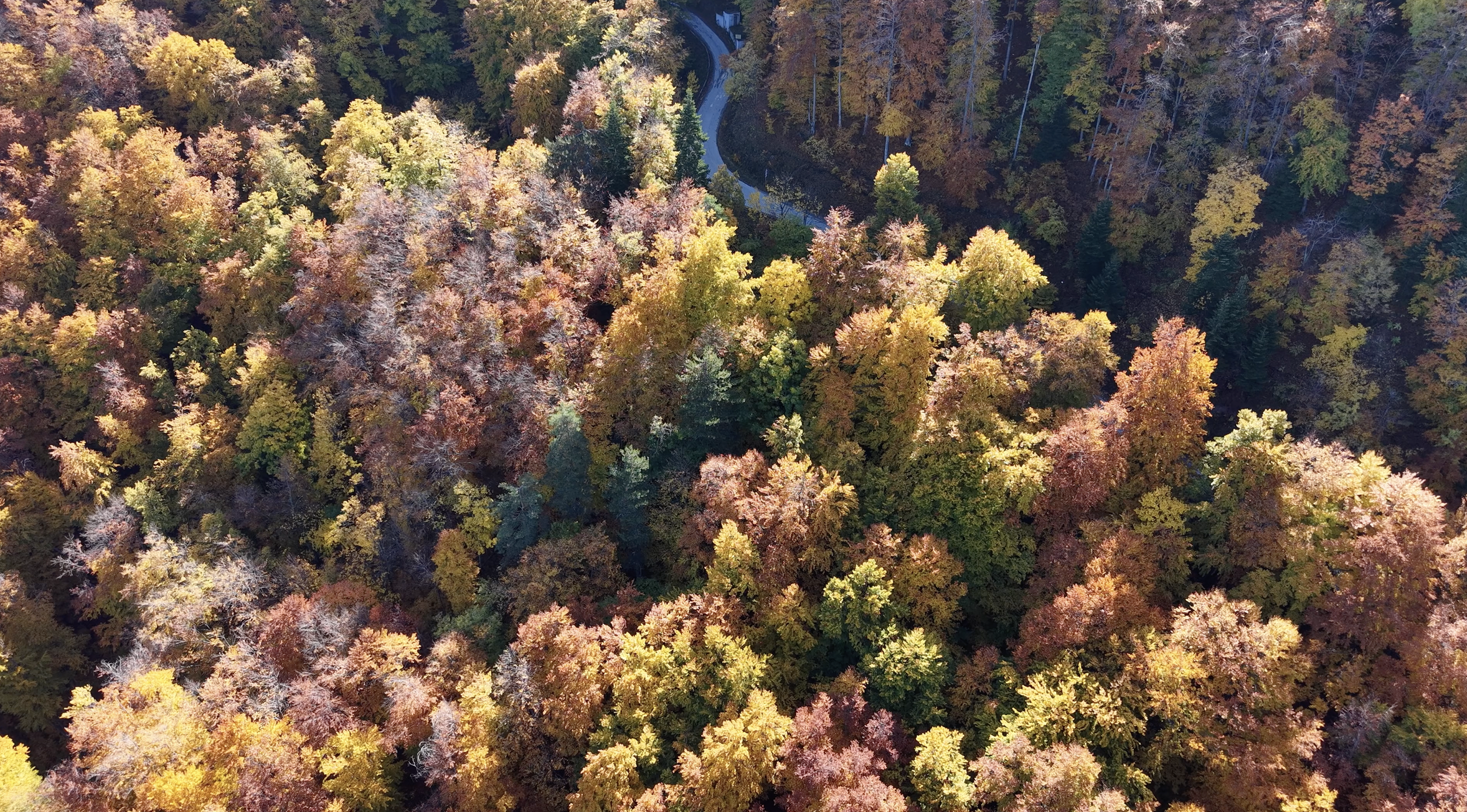 Background image forest.png