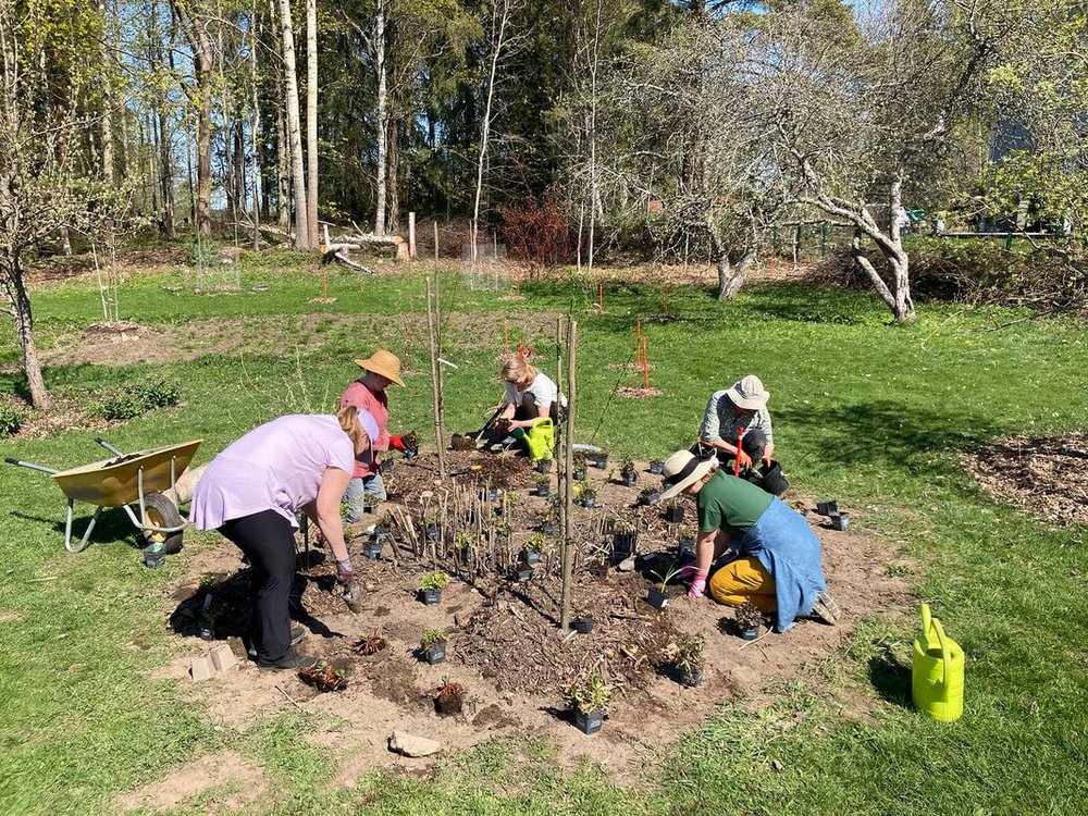 Perennojen ja maanpeitekasvillisuuden istutusta 5/2023