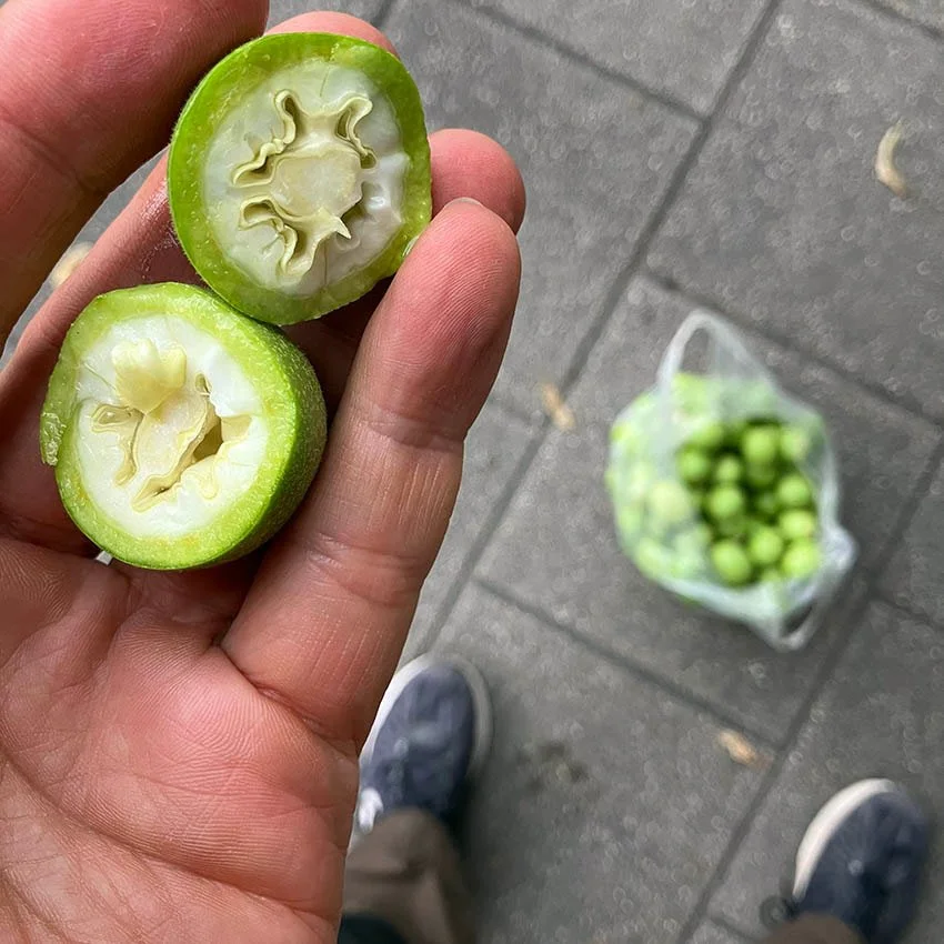 Juhannuksena Latviasta kerättyjä saksanpähkinän raakileita valmiina säilöttäväksi.