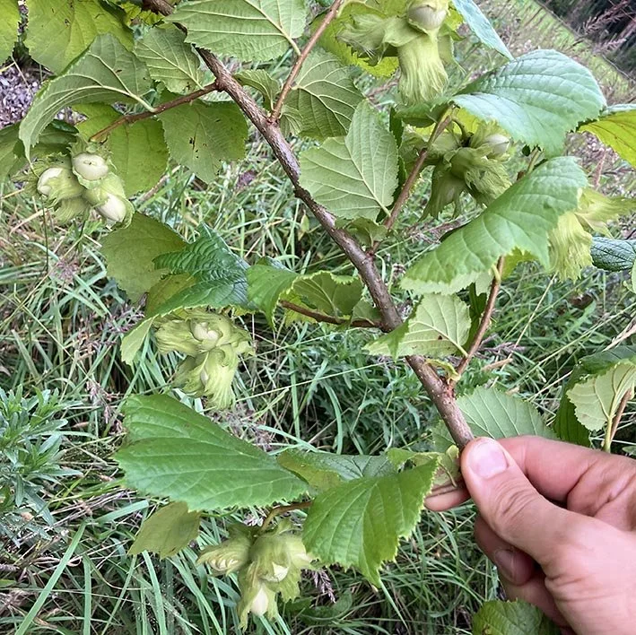 'Pervenec' on tänä vuonna runsassatoisin hasselpähkinälajikkeeni.