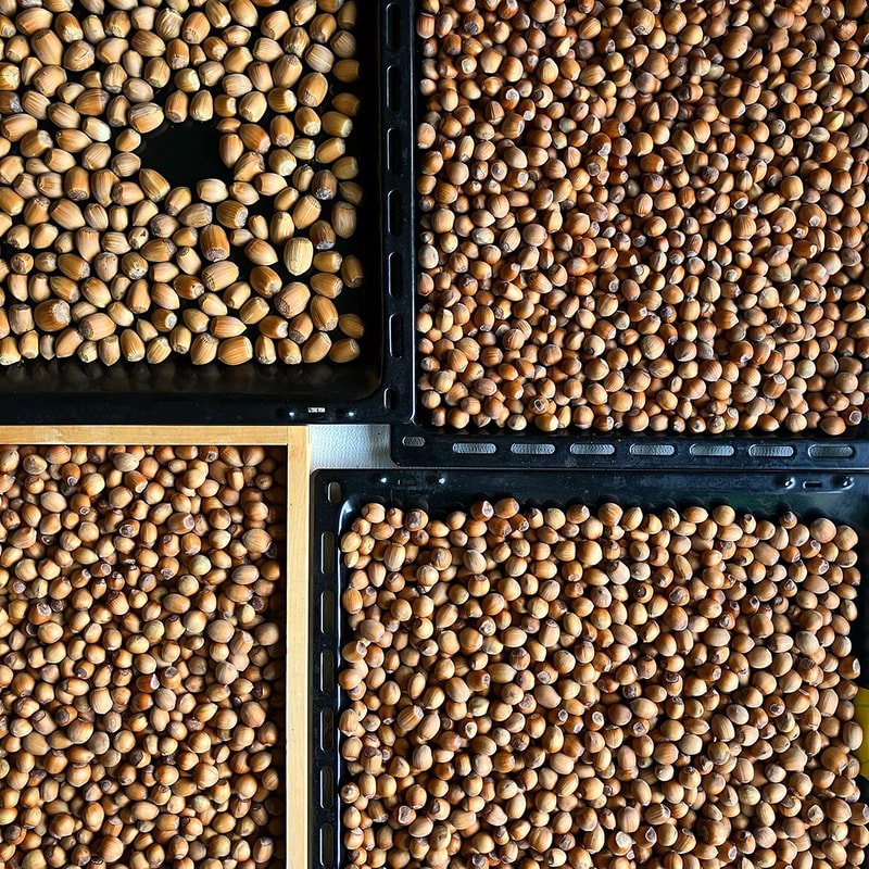 Vasemmalla ylhäällä 'Pervenc-pähkinöitä', muut kotimaisista pensaista.