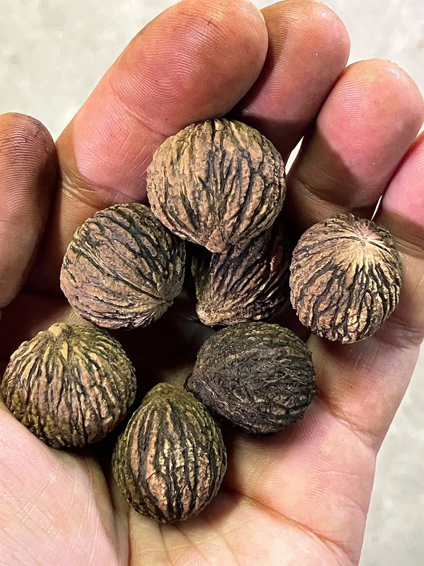 'Prairie' mustajalopähkinät ovat tosi pieniä.