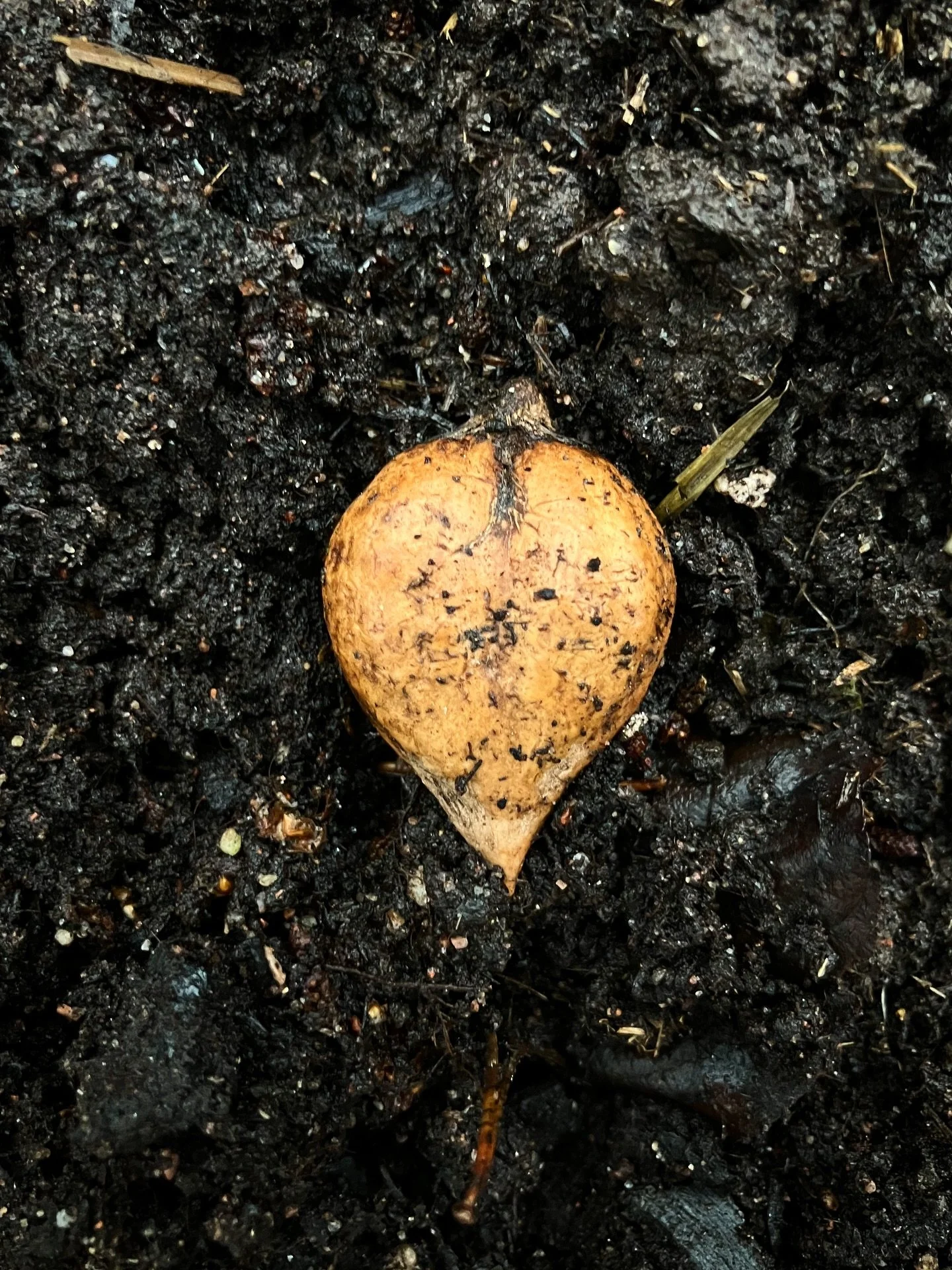 Kylv&ouml;aika eli herttajalop&auml;hkin&ouml;iden syksyinen suorakylv&ouml;. Luonto hoitaa talven aikana siemenen kaipaaman kylm&auml;k&auml;sittelyn ja j&auml;&auml;kaappiin j&auml;&auml; tilaa muille asioille. Toivon ettei luonto kuitenkaan hoida 
