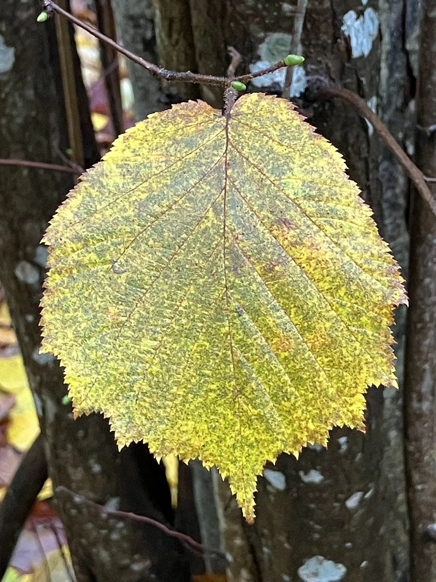 Velodromin vieress&auml; Helsingin Pasilassa on yksi Suomen urbaaneimmista p&auml;hkin&auml;pensaslehdoista.

Kun lehdet loka-marraskuun vaihteessa varisevat, erottuvat pensaat maisemasta erityisen hyvin. Lehdon pohjalle muodostuu hetkeksi muhkea kel