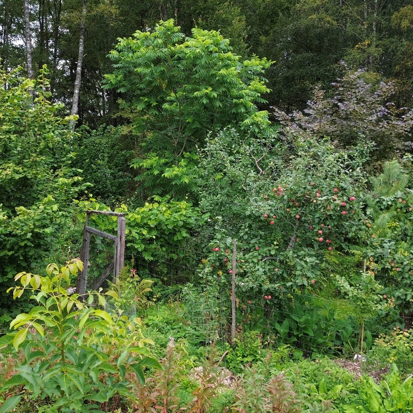 🇫🇮 Sy&ouml;t&auml;v&auml; mets&auml;puutarha mahtuu hyvinkin pieneen tilaan! T&auml;ss&auml; puuvartisten kasvien valikoimaa noin 100&ndash;200 neli&ouml;metrin alalla. 

Kerrokselliseen mets&auml;puutarhaan mahtuu puiden ja pensaiden v&auml;leihin