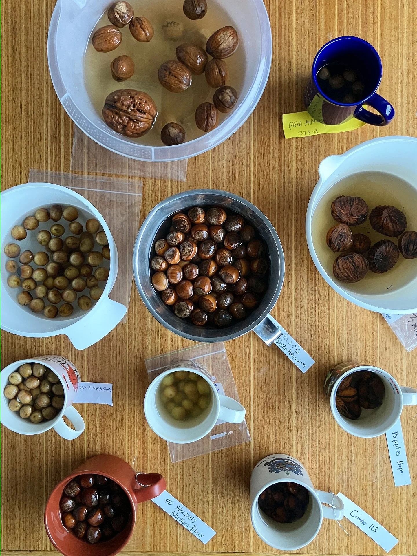 P&auml;hkin&ouml;ideni 4kk kylm&auml;k&auml;sittelyjakso on nyt puoliv&auml;liss&auml;. 

Kuvassa joulukuinen 1vrk liotus menossa ennen kylv&ouml;&auml; vermikuliittiin ja j&auml;&auml;kaappiin laittoa. Ajatukset alkavat pikkuhiljaa siirty&auml; kev&