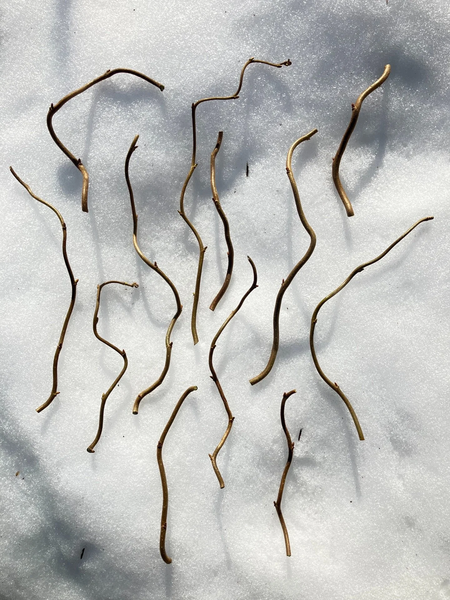 Nyt on hyv&auml; aika ottaa varteoksia kev&auml;&auml;n ja alkukes&auml;n lis&auml;yshommiin! T&auml;n&auml;&auml;n ker&auml;sin peikonp&auml;hkin&auml;pensaan (&rsquo;Contorta&rsquo;-lajike) kippuraisia oksia.

Mets&auml;puutarhurin ajatukset ovat a