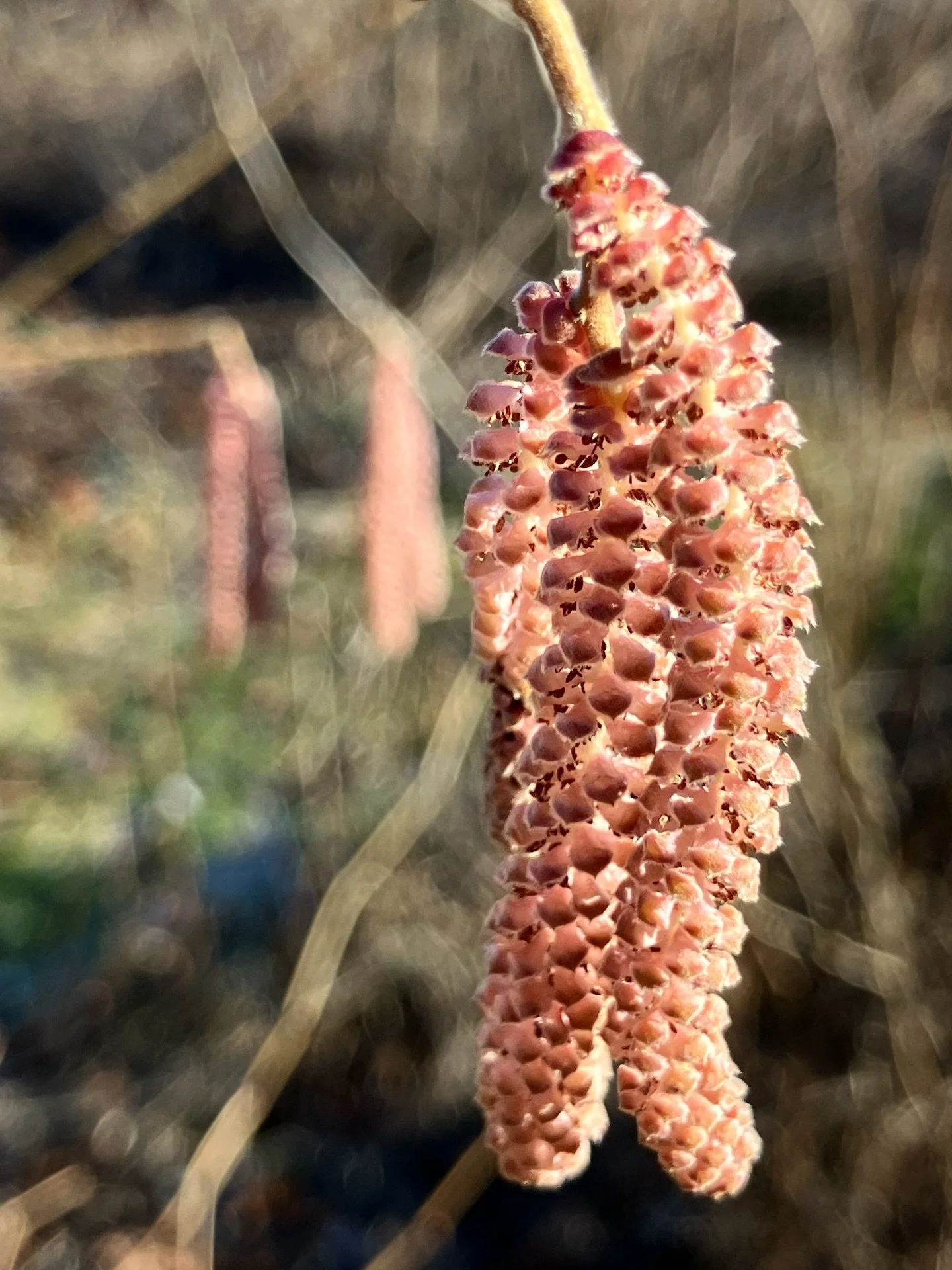 Punap&auml;hkin&auml;pensaan kukinta on yll&auml;tys yll&auml;tys punainen 😀

Kuvassa &rsquo;Moskovski Rubin&rsquo; -lajikkeen siementaimi Laitilassa. Pystyn t&auml;n&auml; vuonna toimittamaan harvinaista ja aitoa neuvostoliittolaista &rsquo;Moskovs