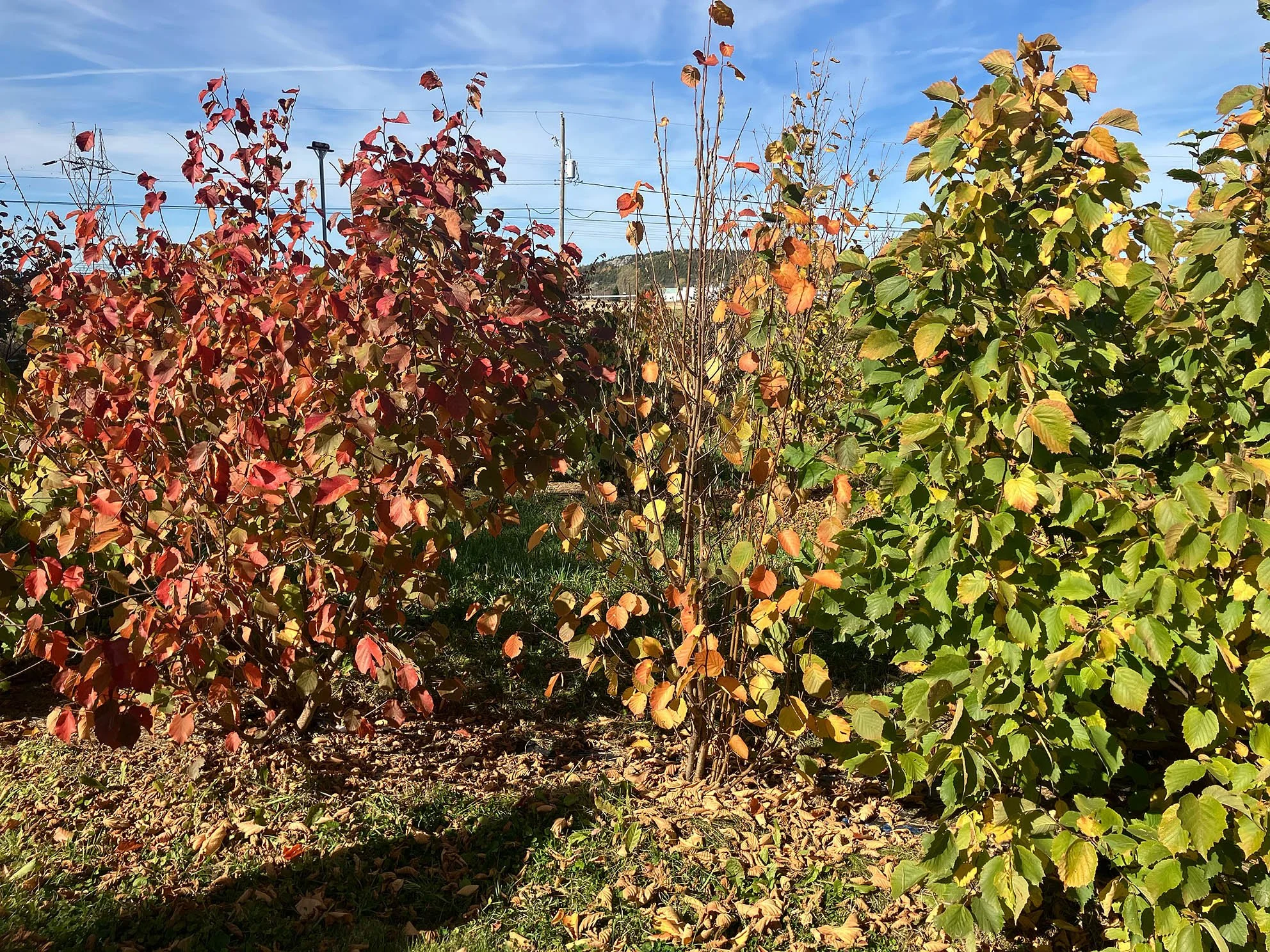 Pähkinäreissu Kanadaan 2025 – osa 7. Hasselpähkinöiden viljelykoe Quebecissä