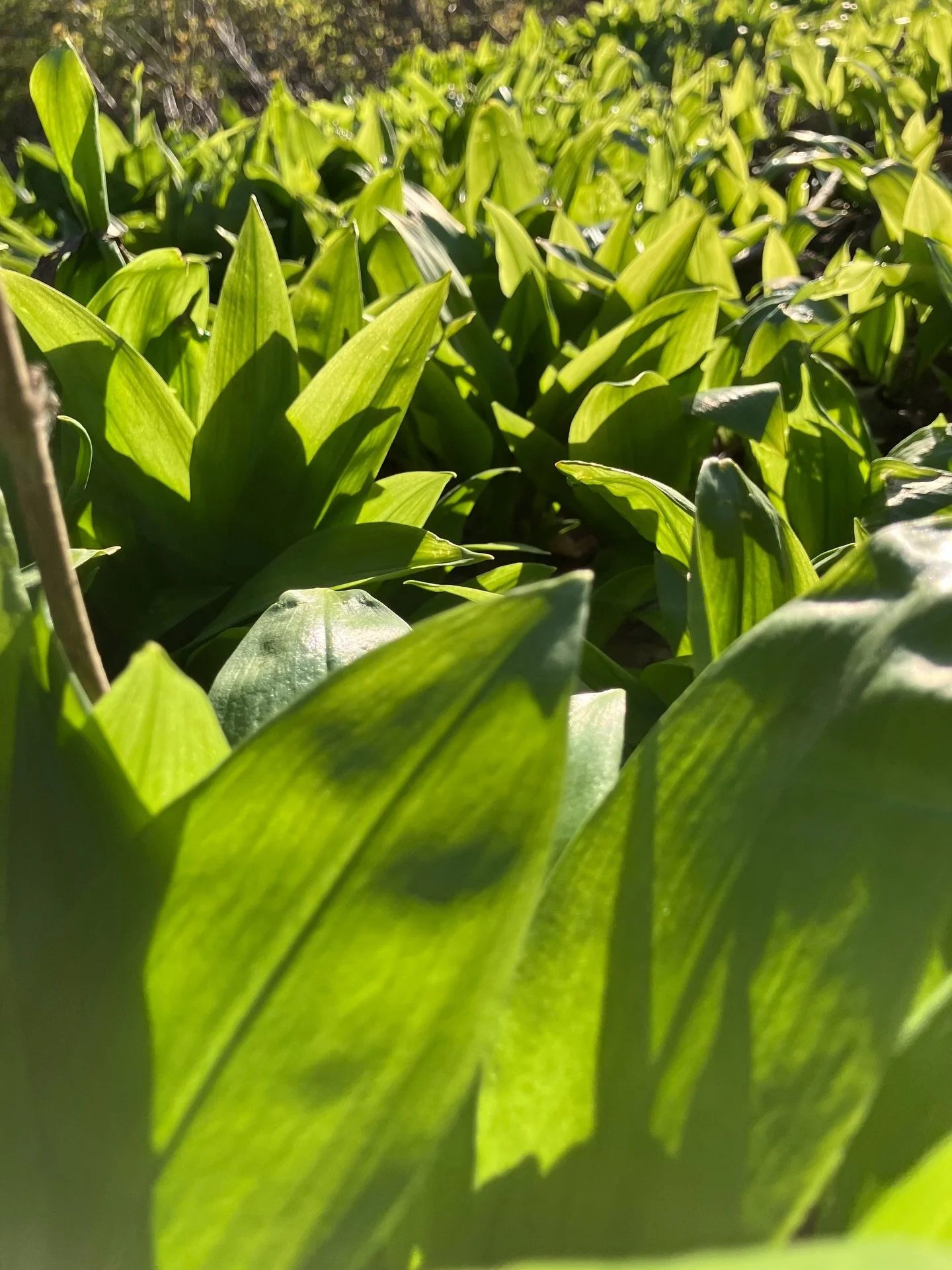 Karhunlaukkaa (Allium ursinum) Helsingiss&auml; 29.4.26. 

Olispa yht&auml; multavat maat omilla tiluksilla! T&auml;m&auml; on herkullisimpia maanpeitekasveja sy&ouml;t&auml;v&auml;&auml;n mets&auml;puutarhaan. Ei tosin toimi maanpeitteen&auml; koko 