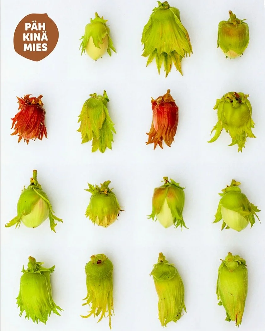 Haaveiletko omasta p&auml;hkin&auml;sadosta?

Ilmoittautuminen P&auml;hkin&auml;kurssille '26 on nyt auki! Kurssi pidet&auml;&auml;n su 30.8. Laitilassa ja Pyh&auml;rannassa (@vakkataimi).

Mietitk&ouml; mit&auml; p&auml;hkin&auml;kasveja kannattaa i