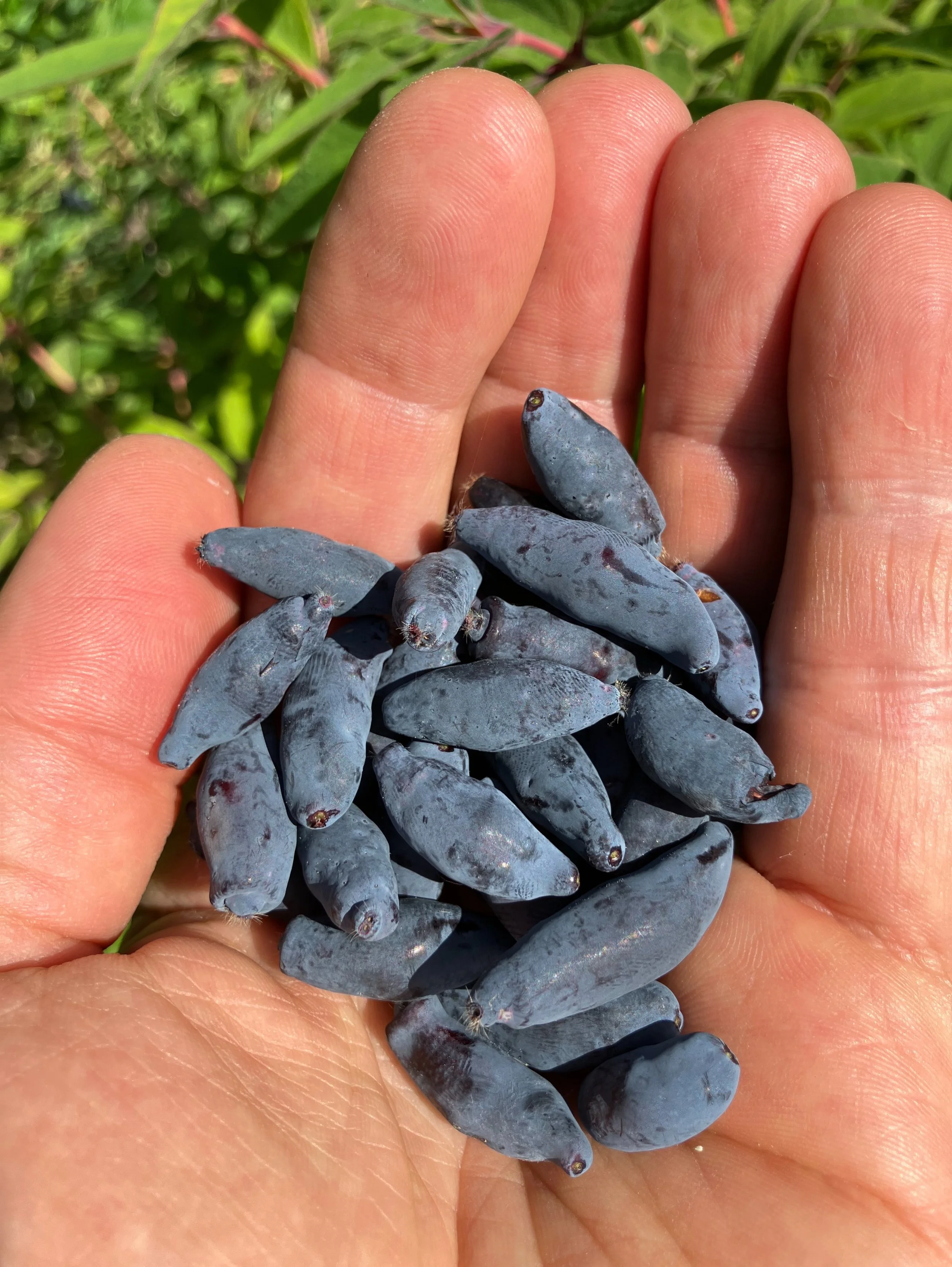 Kes&auml;n ekat marjat 16.6.2026! Marjasinikuusama &rsquo;Vostorg&rsquo;

#sy&ouml;t&auml;v&auml;mets&auml;puutarha #forestgarden #marjakausi #hunajamarja #permakulttuuri