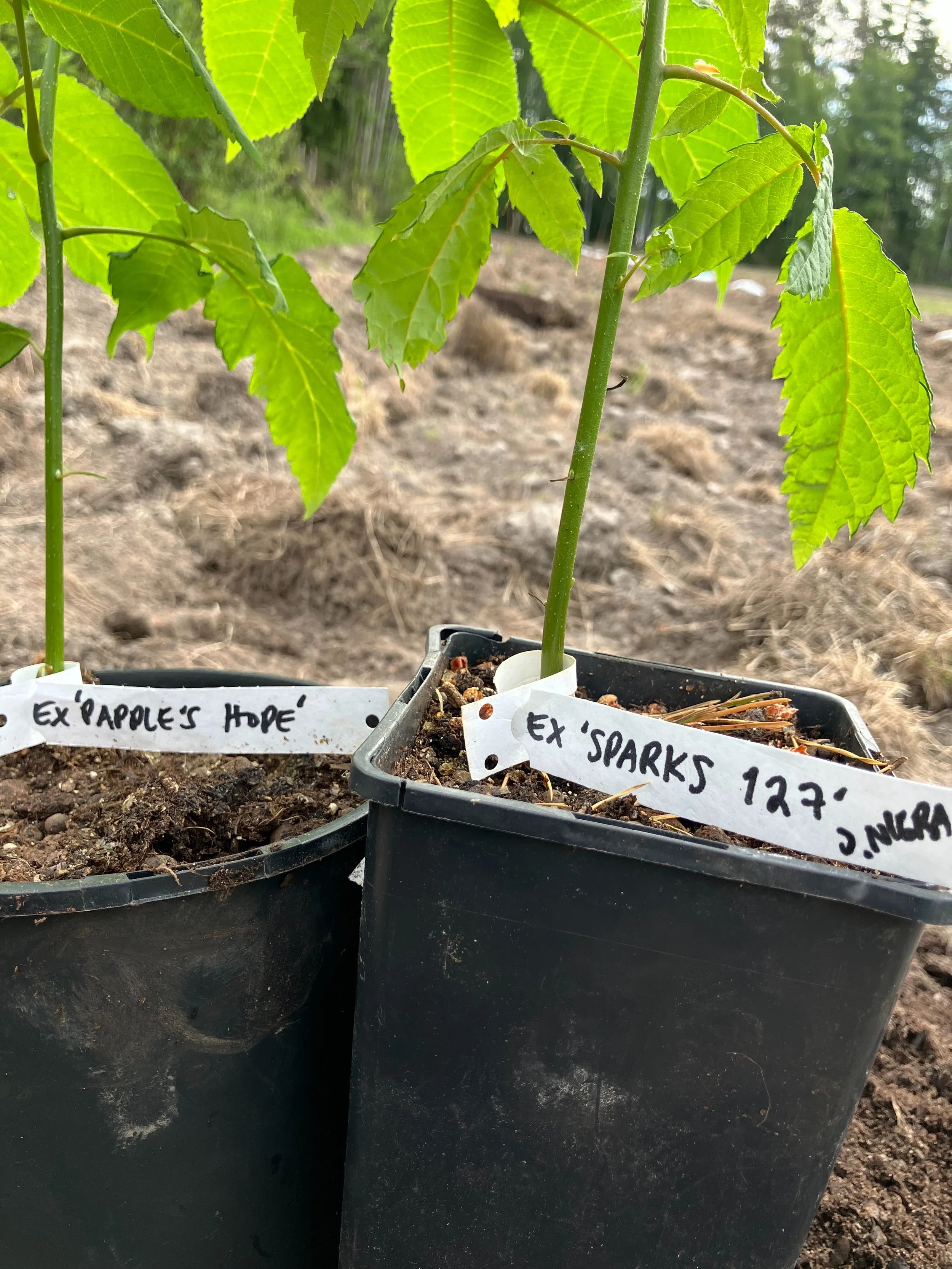 Heartnut and black walnut trials in Finland. Pushing the envelope at 61&deg;N with seeds obtained from @grimonut and @aujardindesnoix Canada.

Here in Finland we should use seeds from nut trees and cultivars that are adapted to short growing season. 